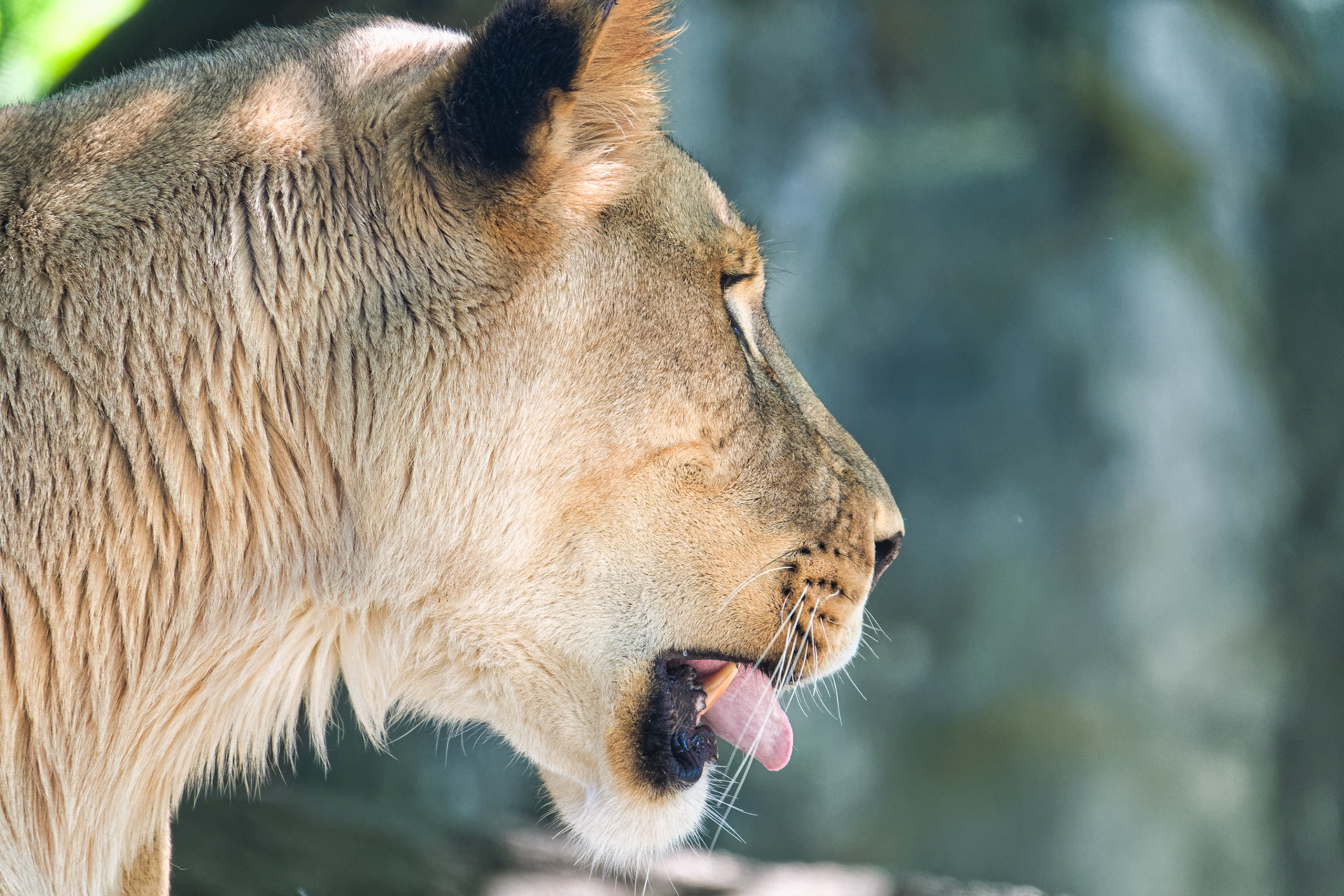 IN Zoo 00174