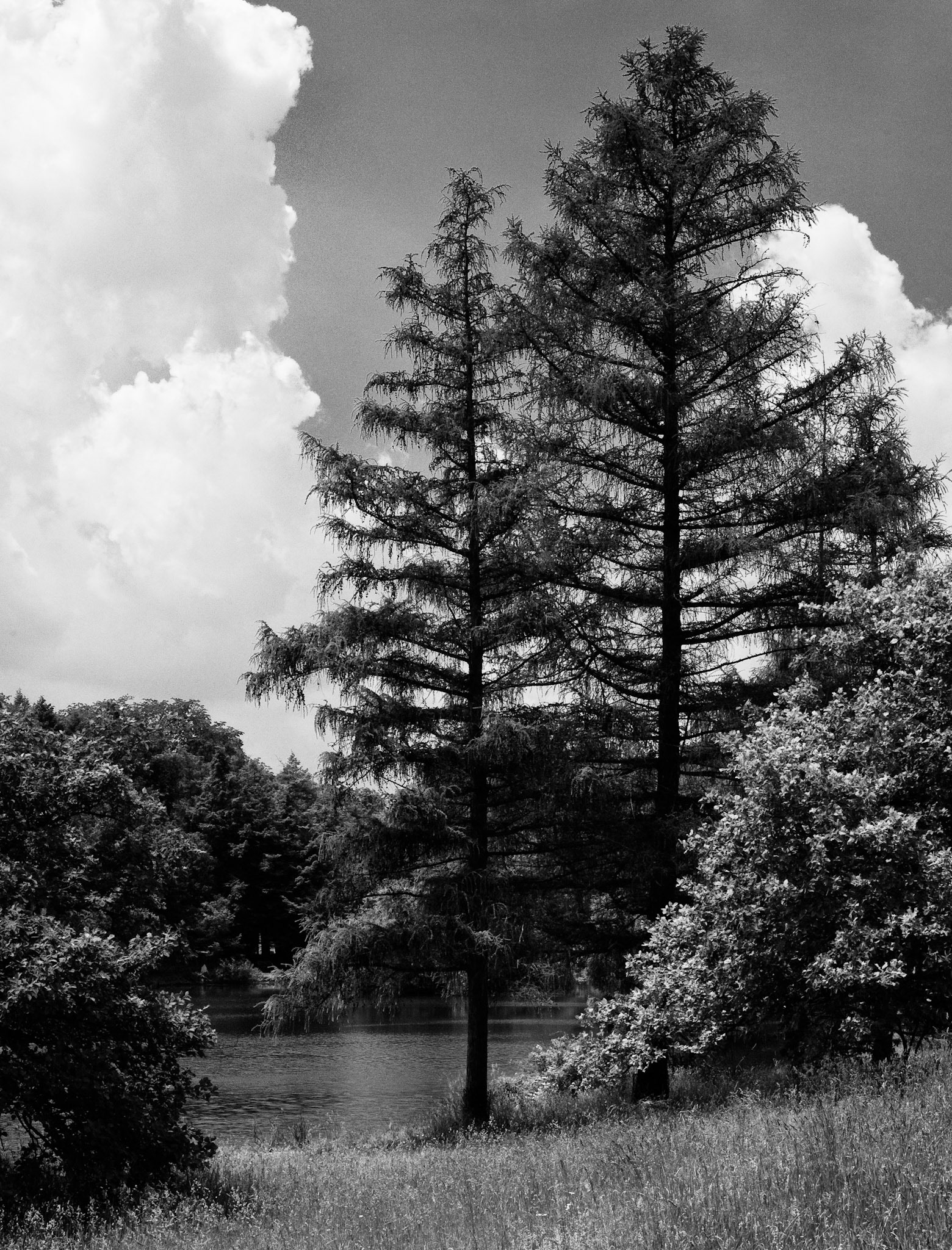 Black & White 00075