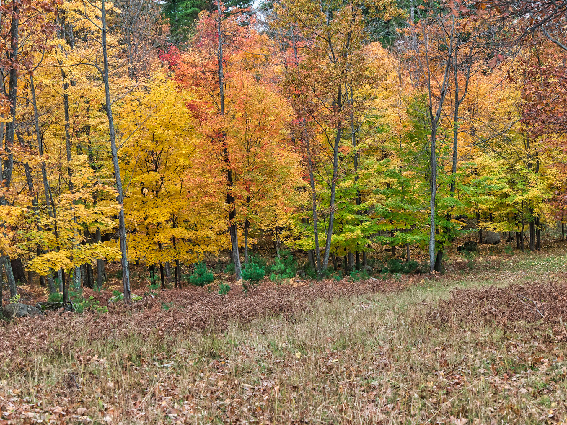WI Fence 00046