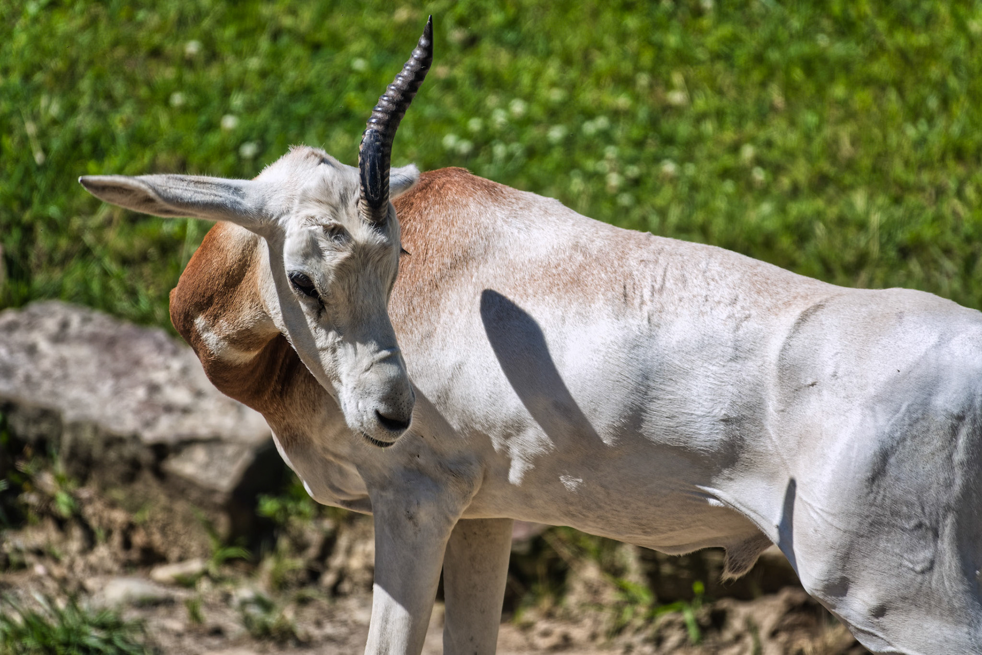 IN Zoo 00165