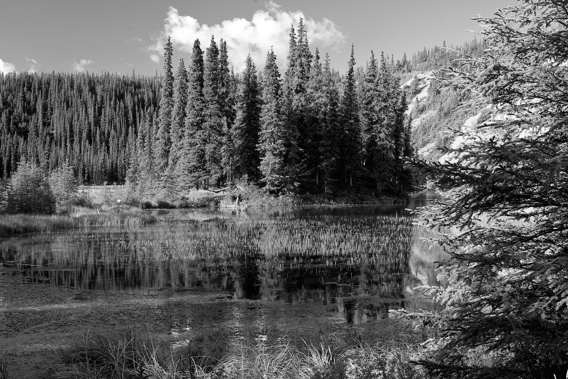 Black & White 00069