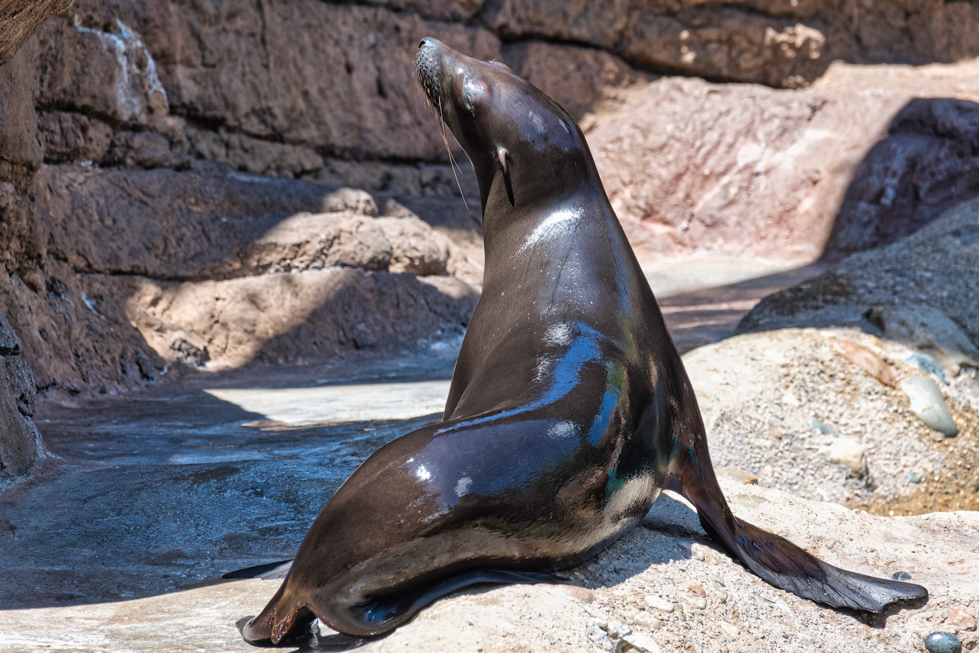 IN Zoo 00108