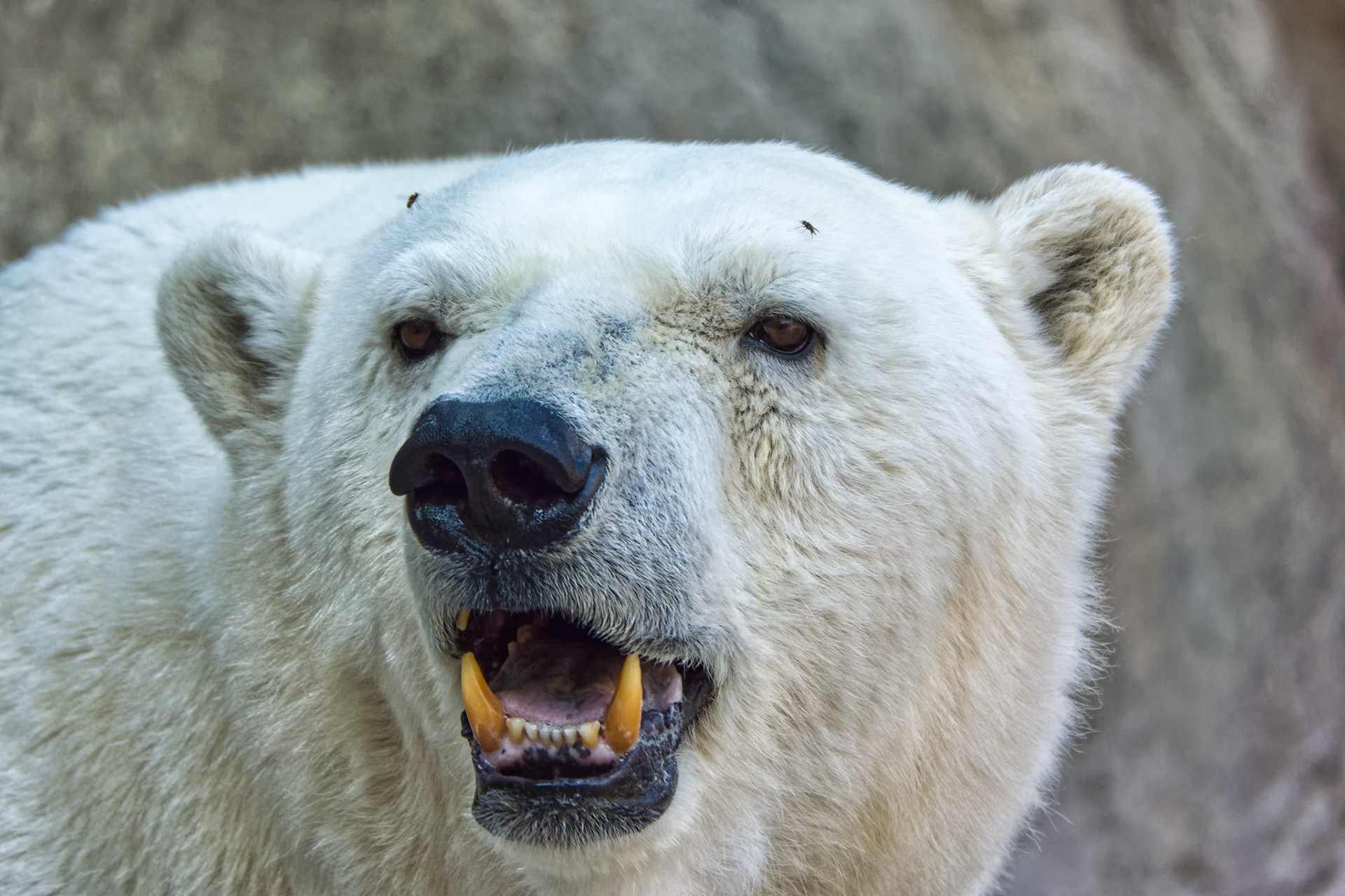 IN Zoo 00027