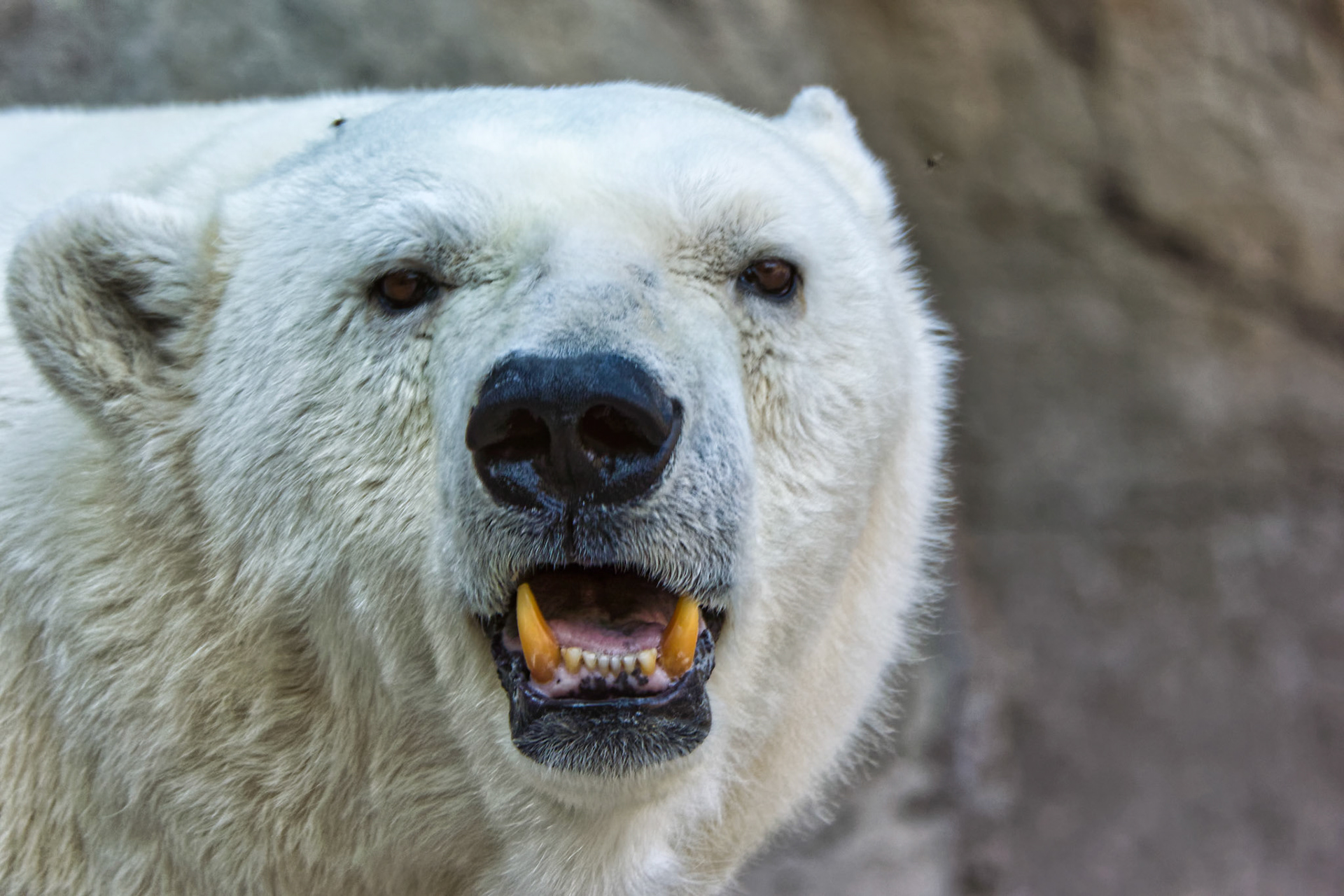 IN Zoo 00025