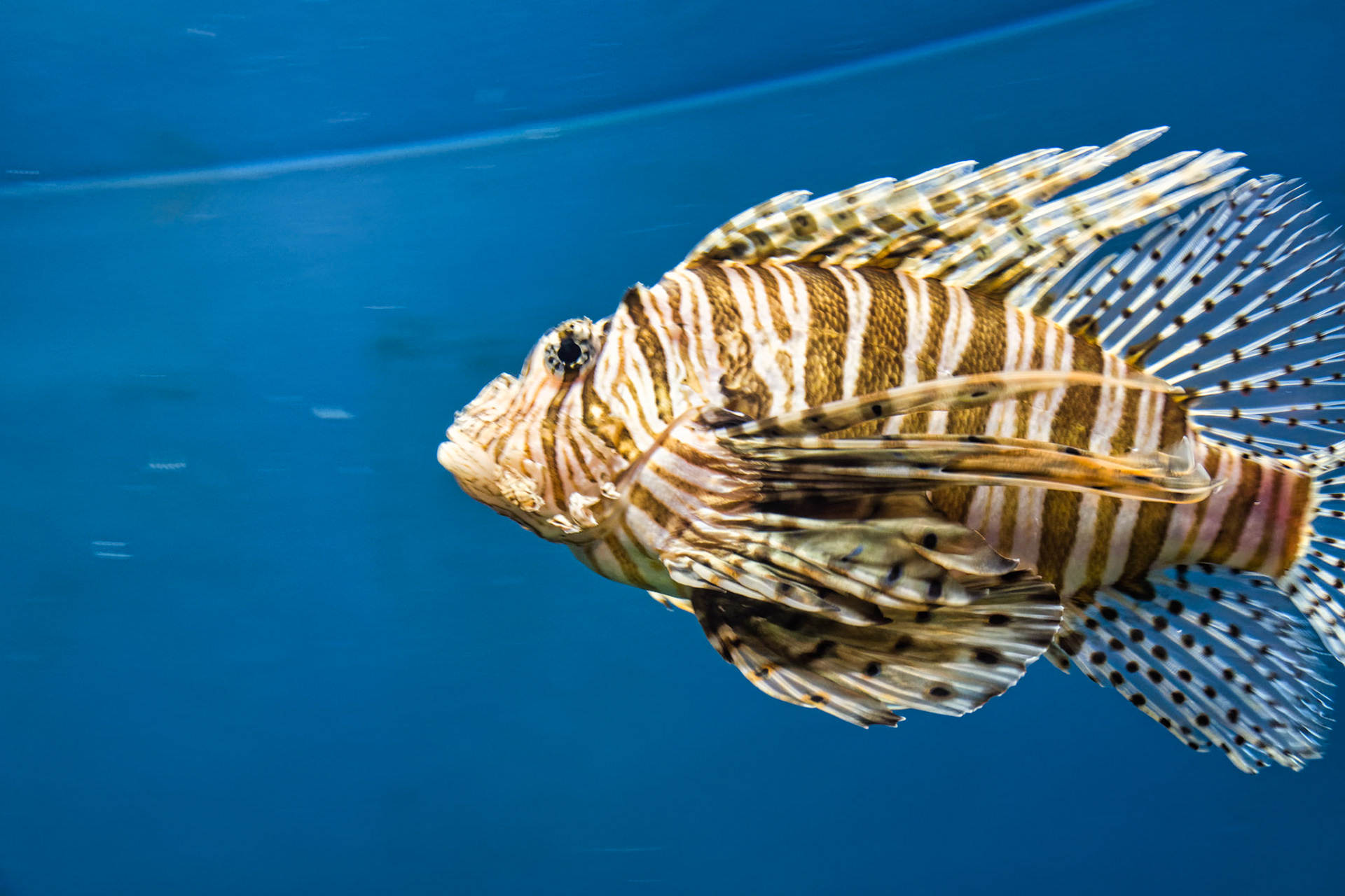 IN Zoo 00114