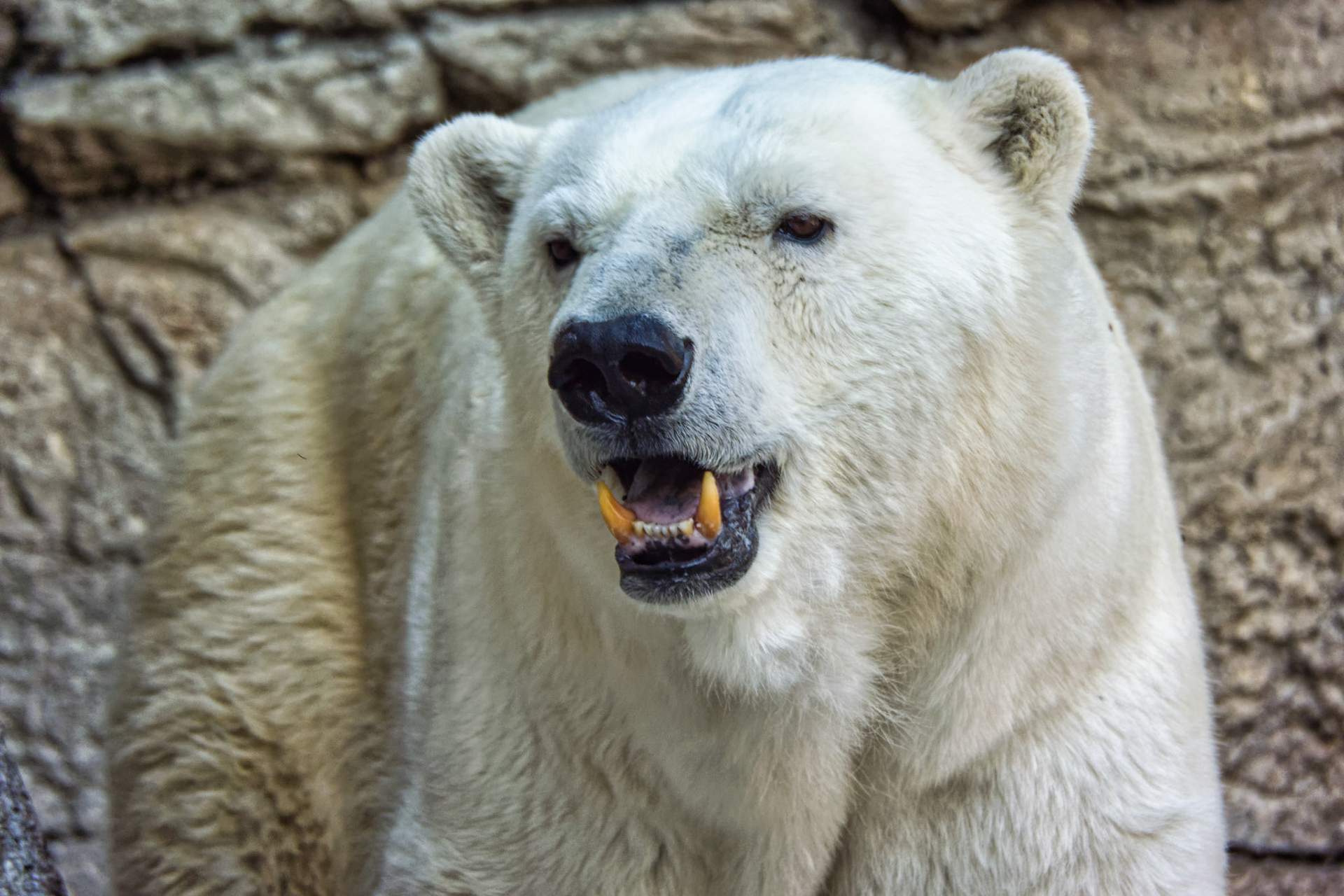IN Zoo 00018