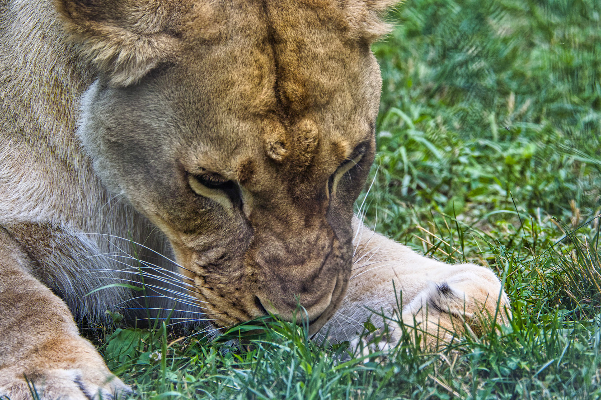 IN Zoo 00046
