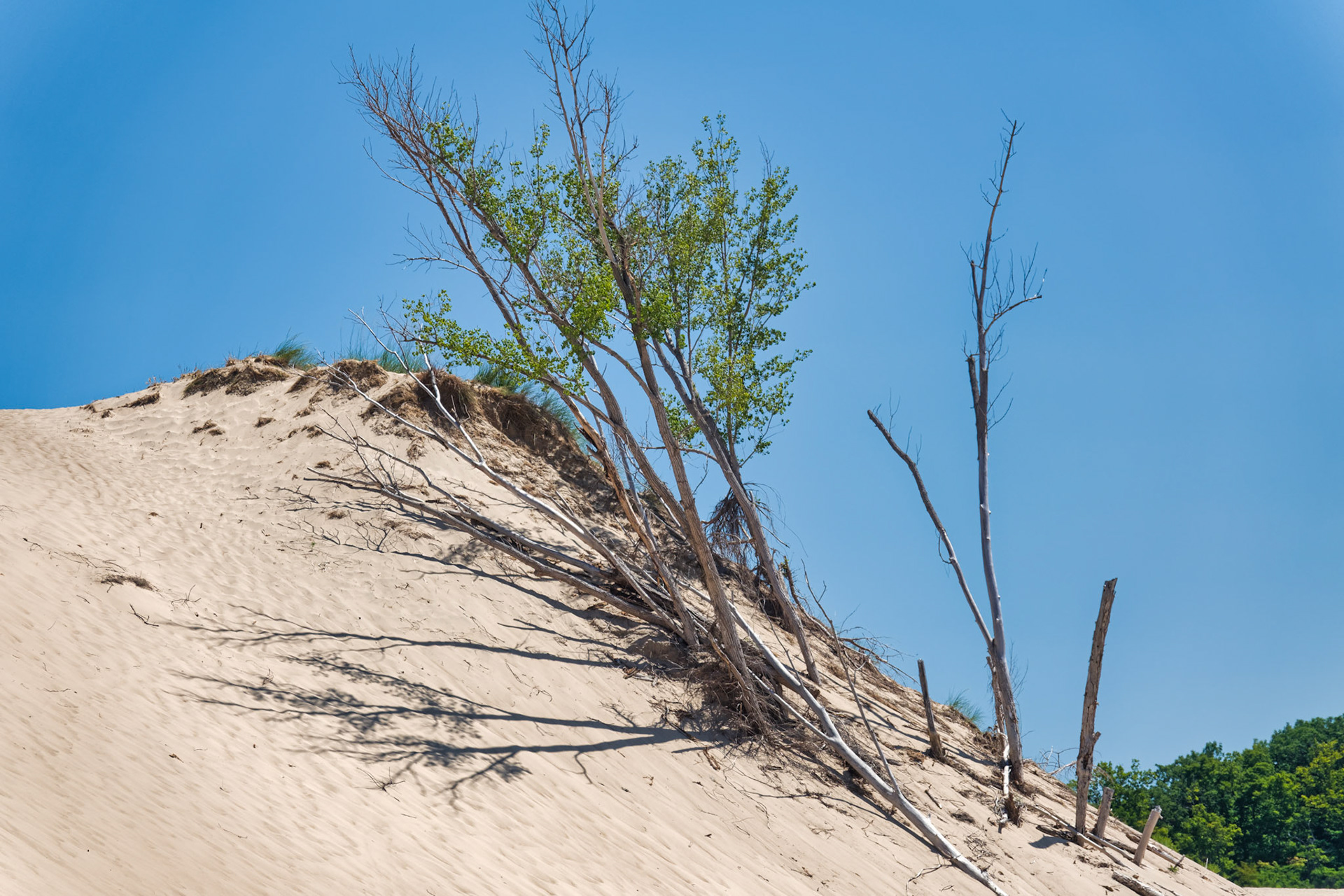 MI Dunes 00024