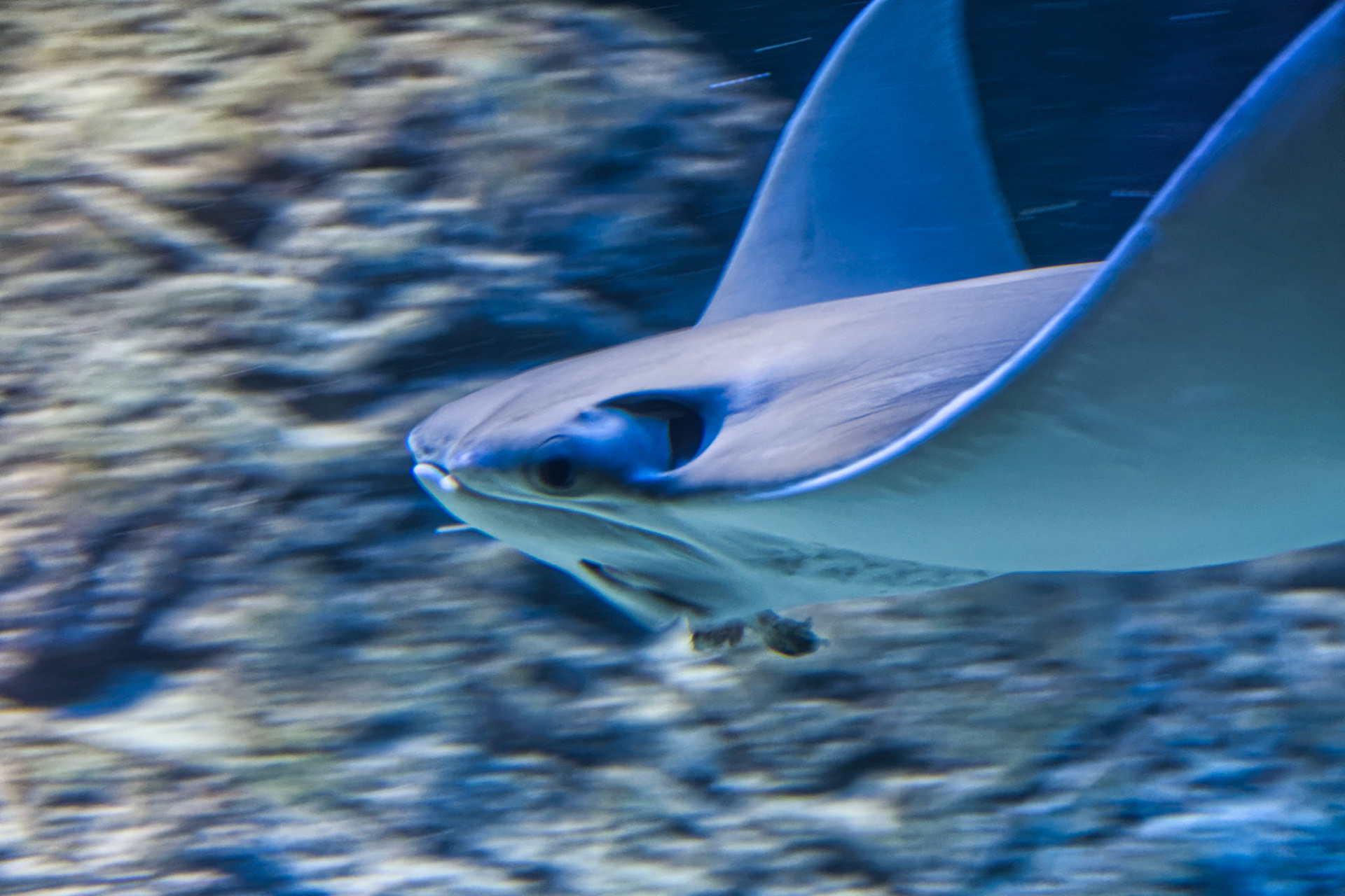 IN Zoo 00109