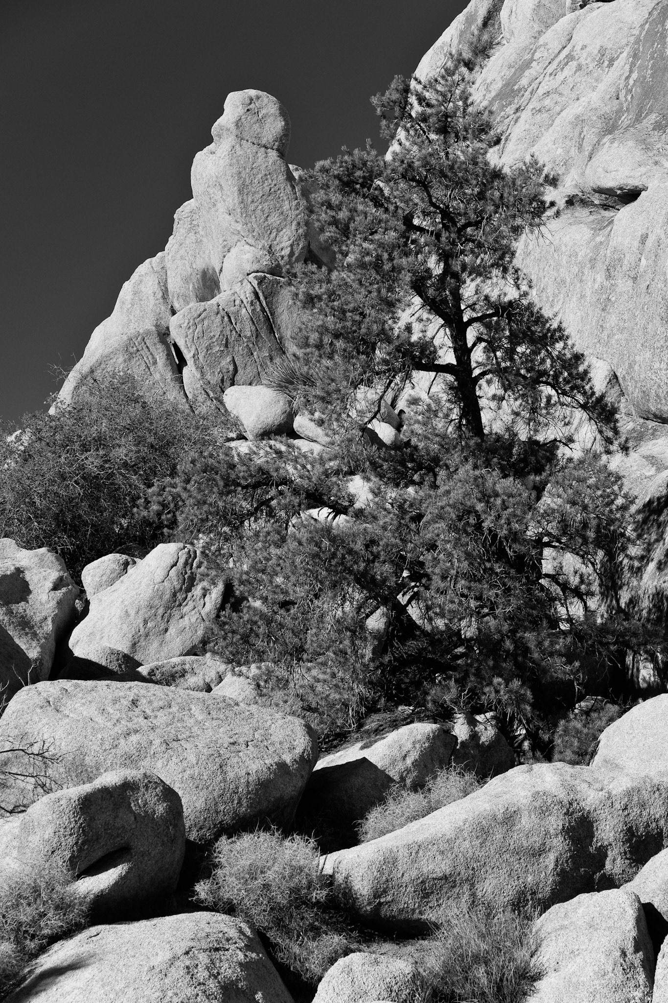 Black & White 00106