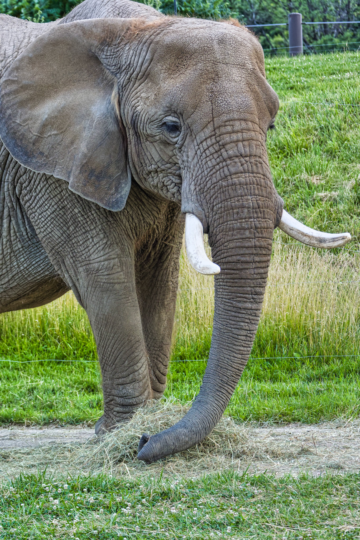 IN Zoo 00083