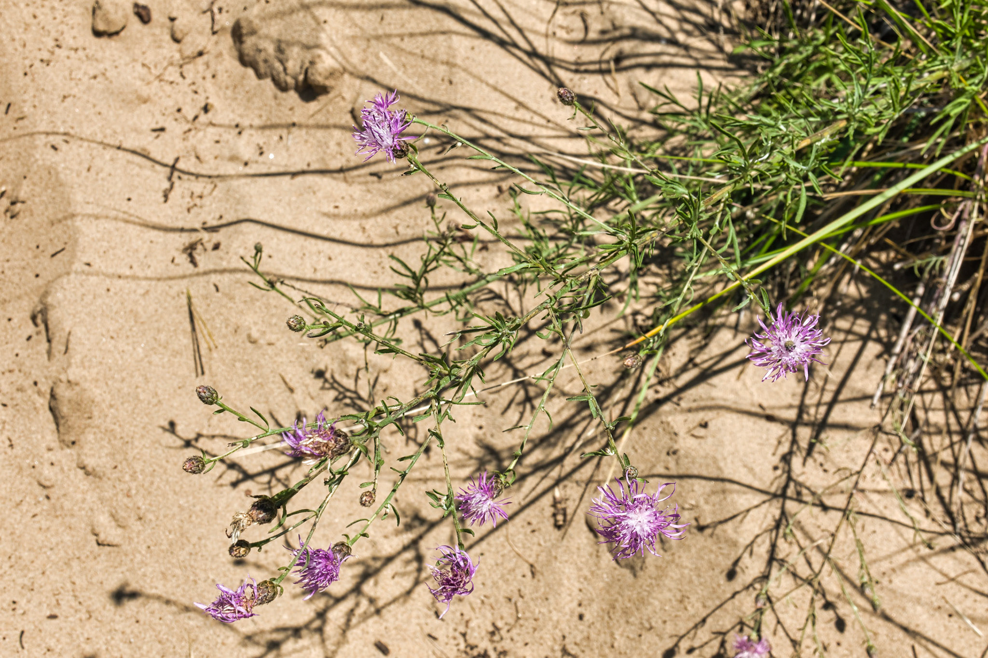 MI Dunes 00070