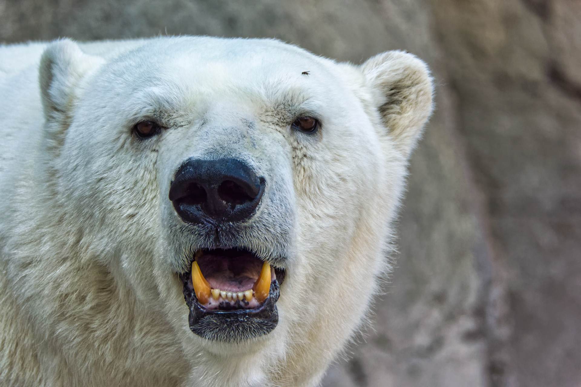 IN Zoo 00029