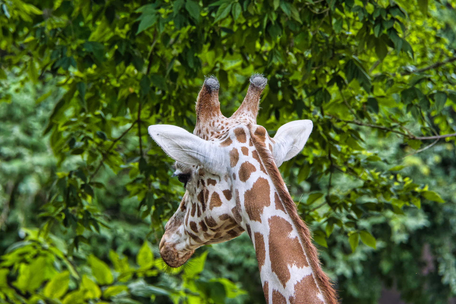 IN Zoo 00036