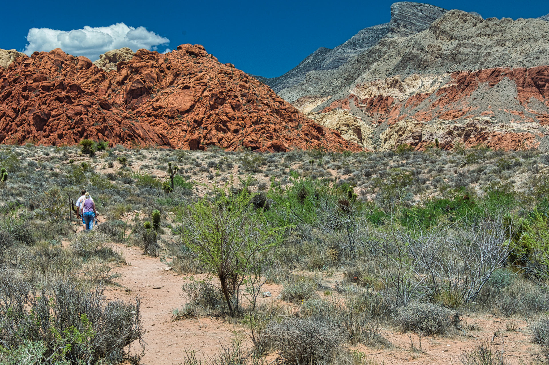 NV Desert 00010