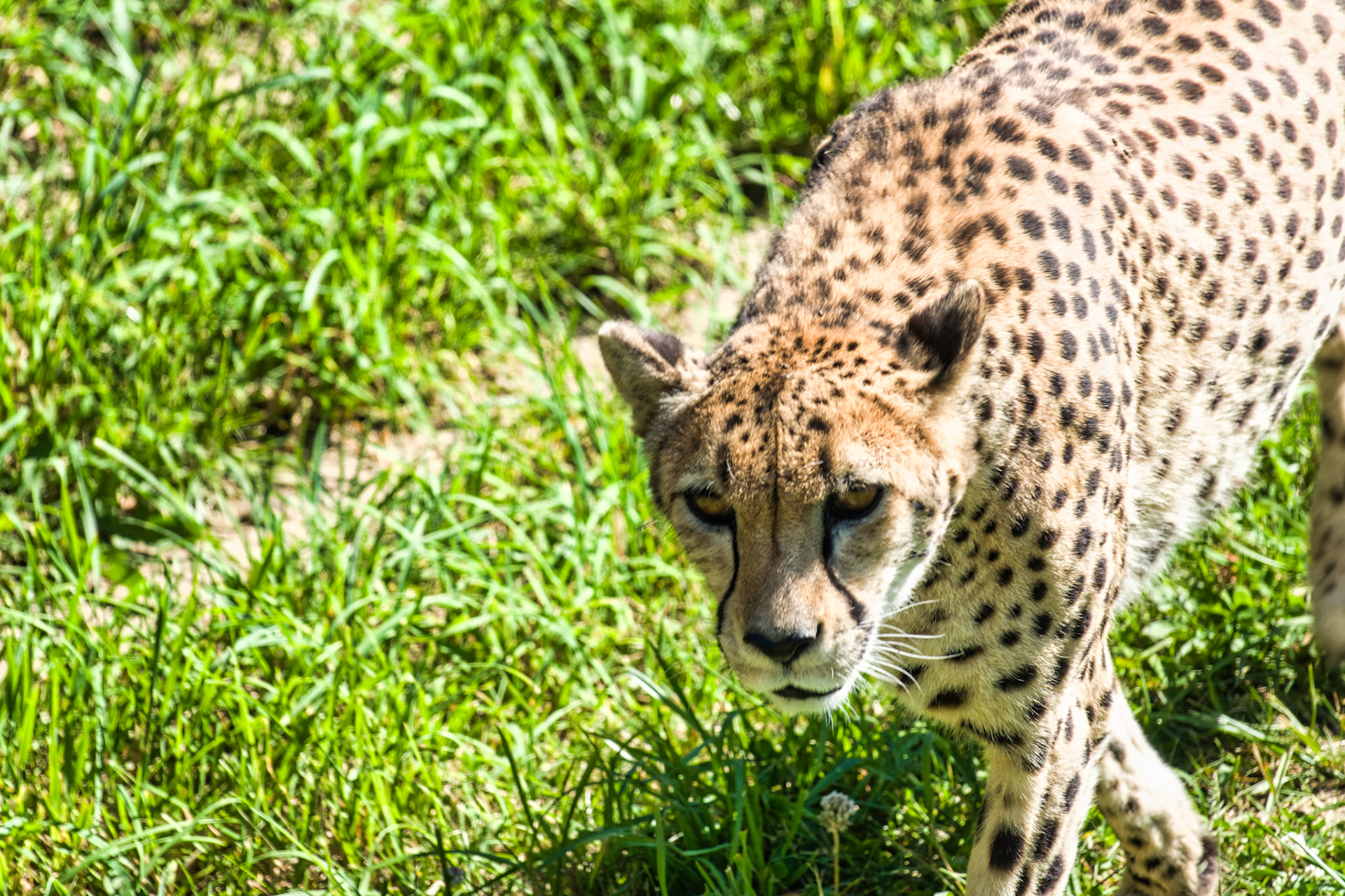IN Zoo 00191