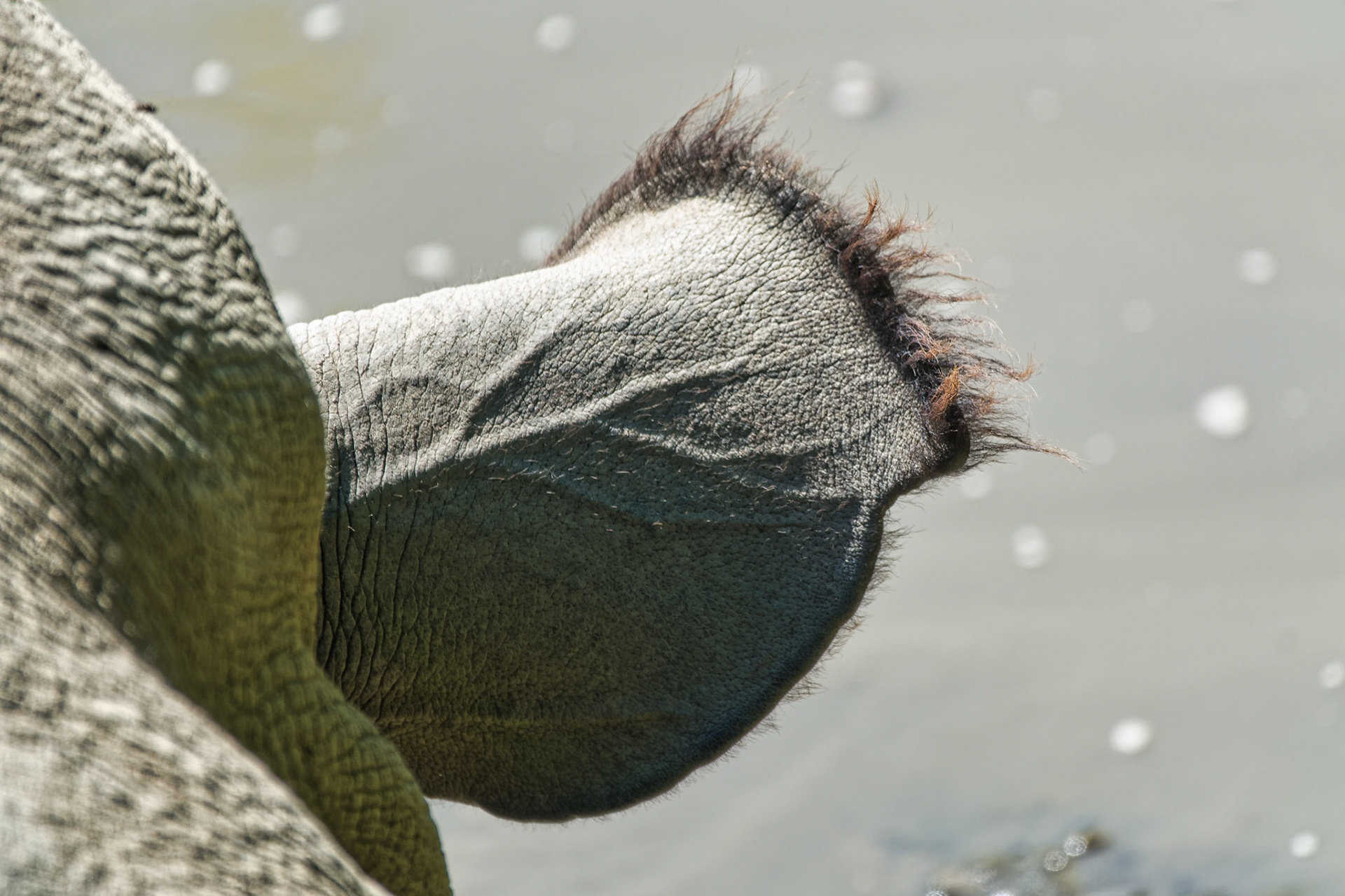 IN Zoo 00166
