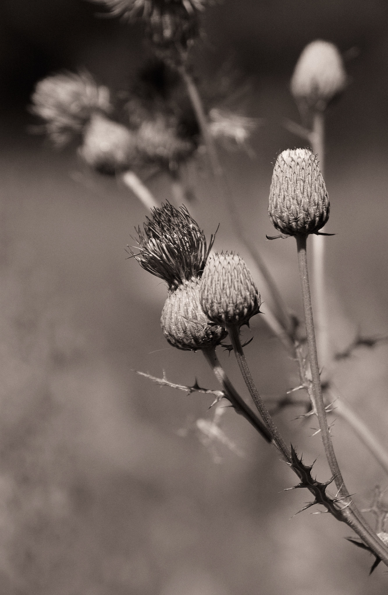 Black & White 00051
