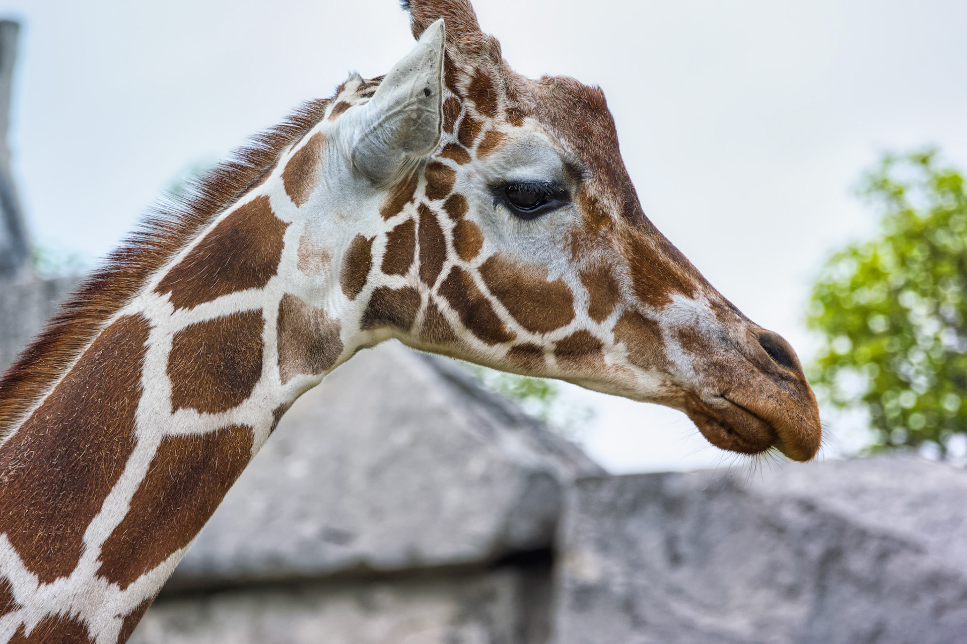 IN Zoo 00034