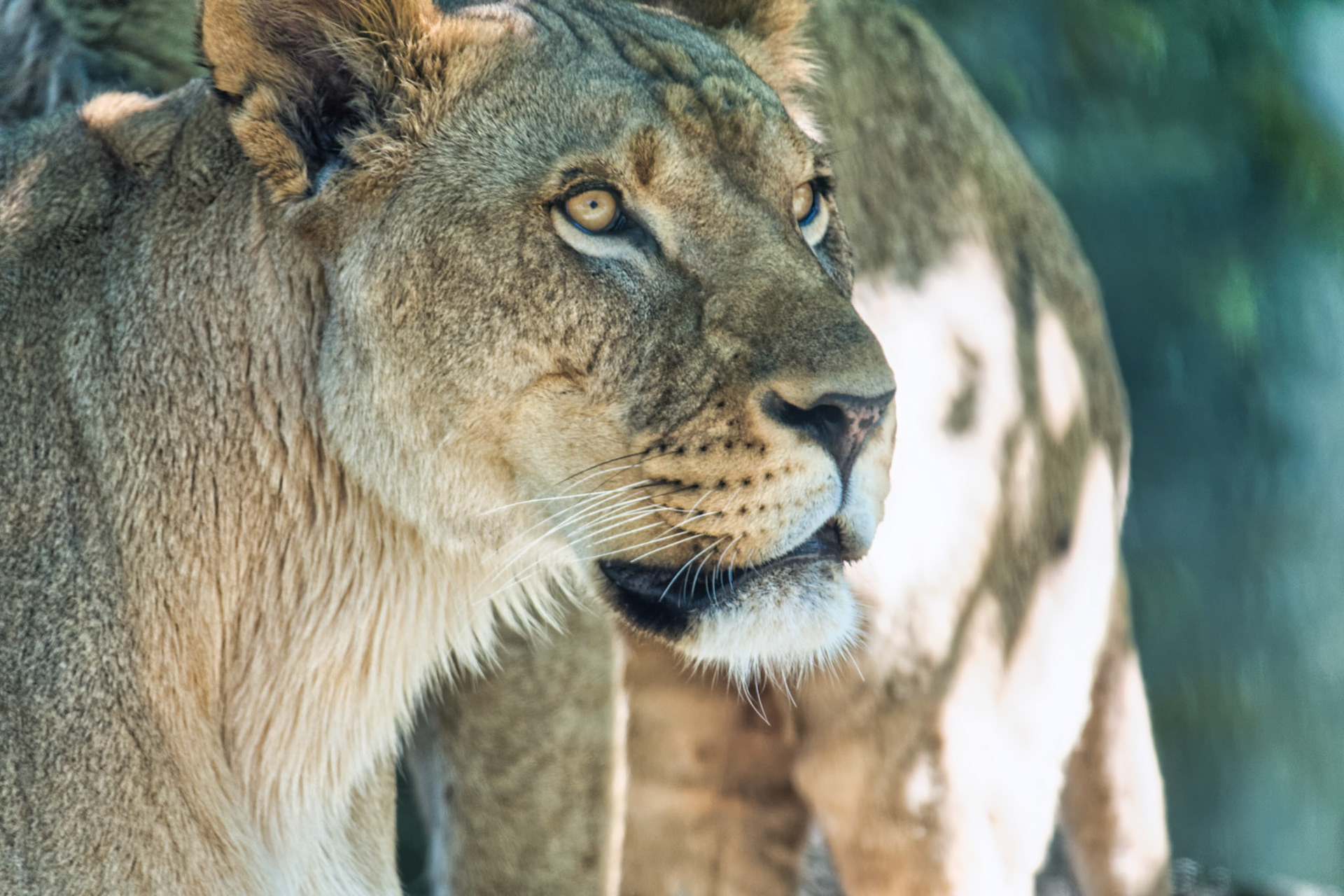 IN Zoo 00179