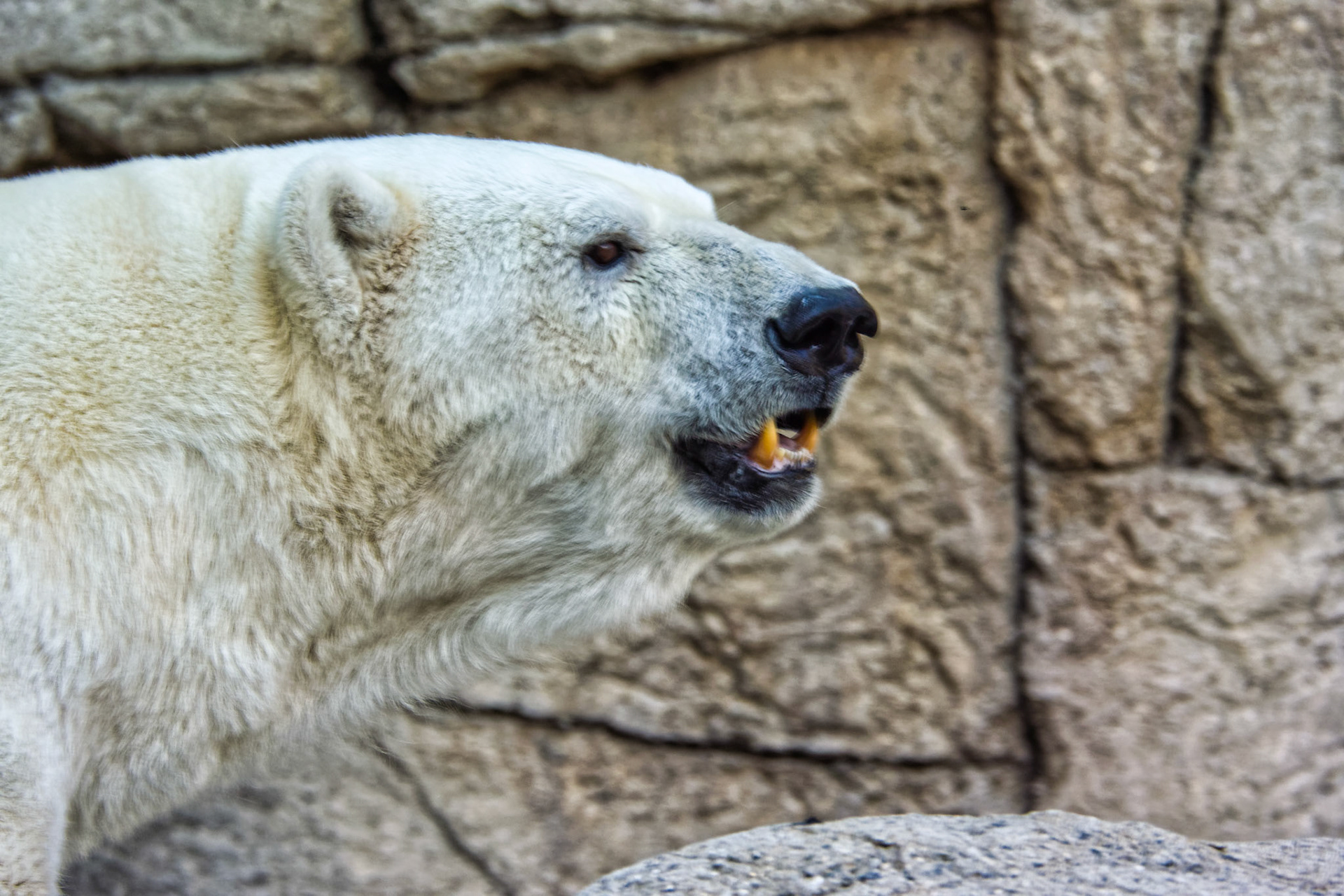 IN Zoo 00015