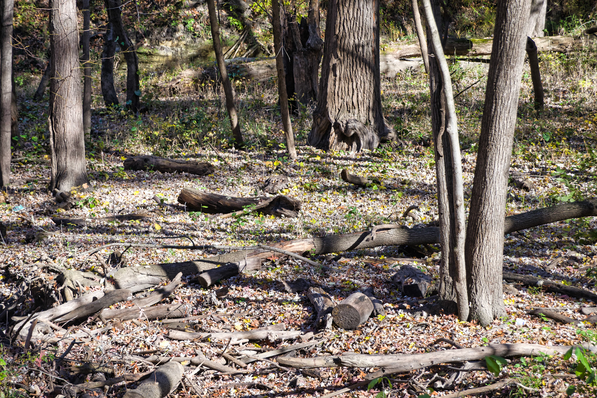 IL Starved Rock 00011