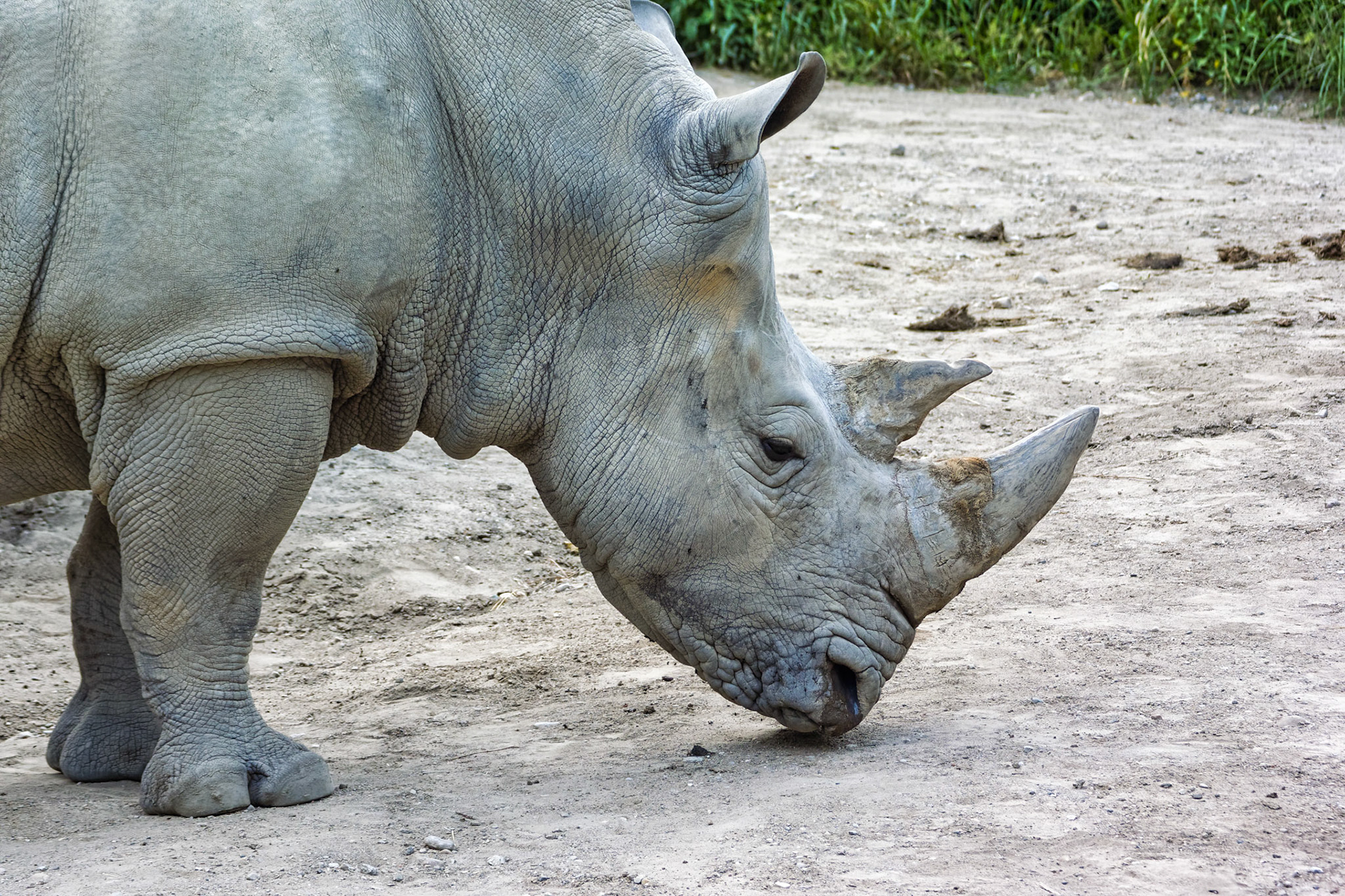IN Zoo 00067