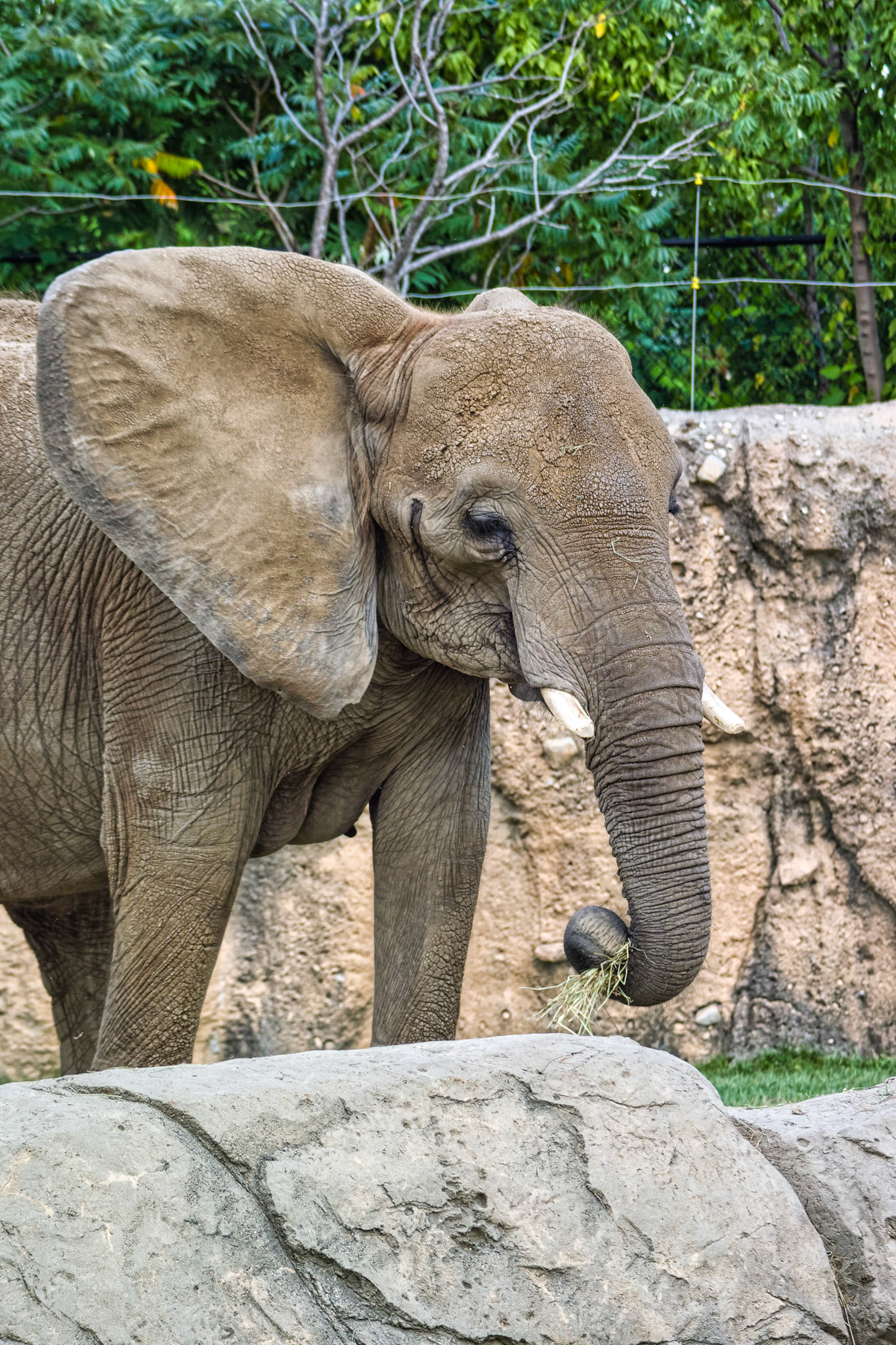 IN Zoo 00094