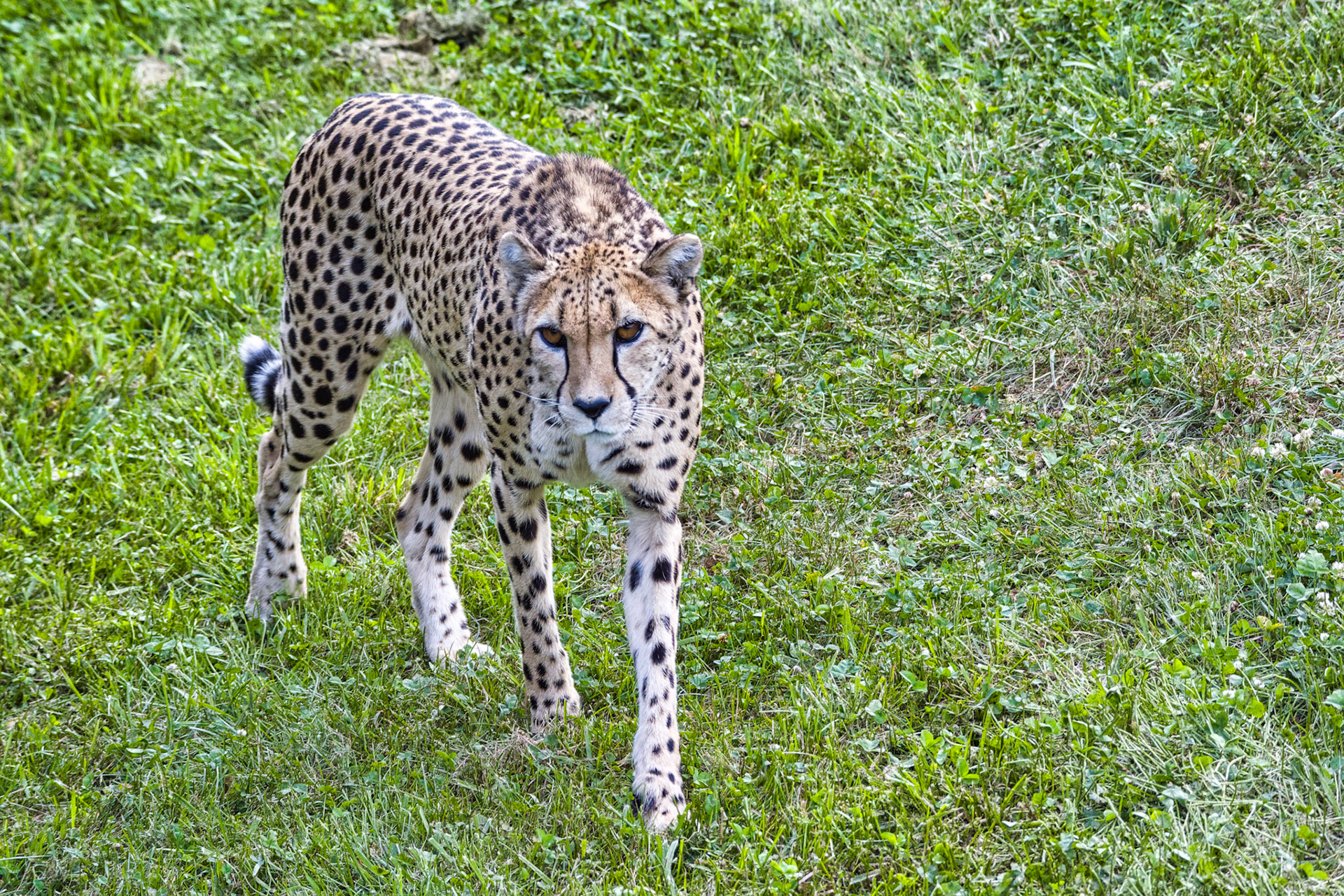 IN Zoo 00085