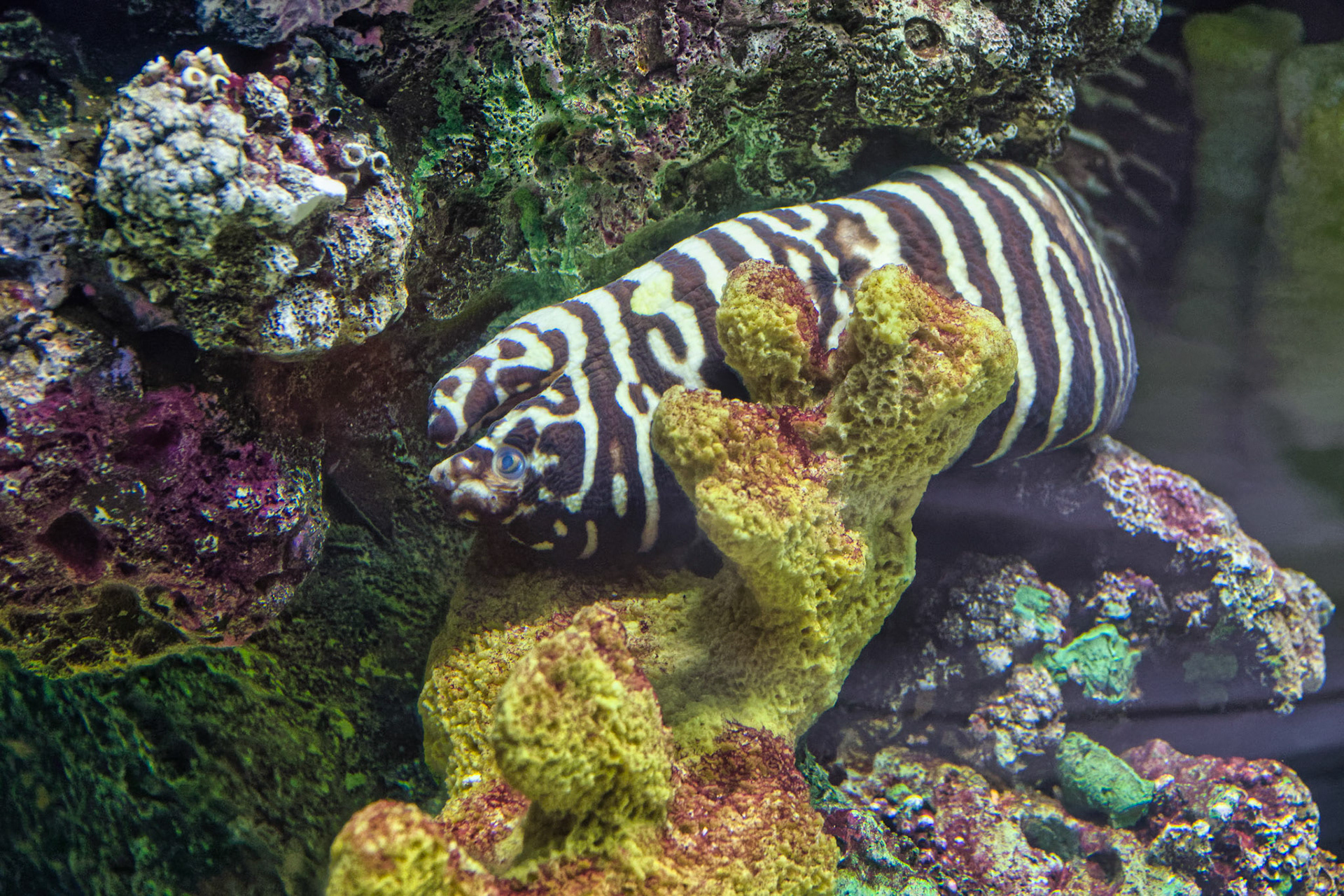 IL Shedd Aquarium 00026