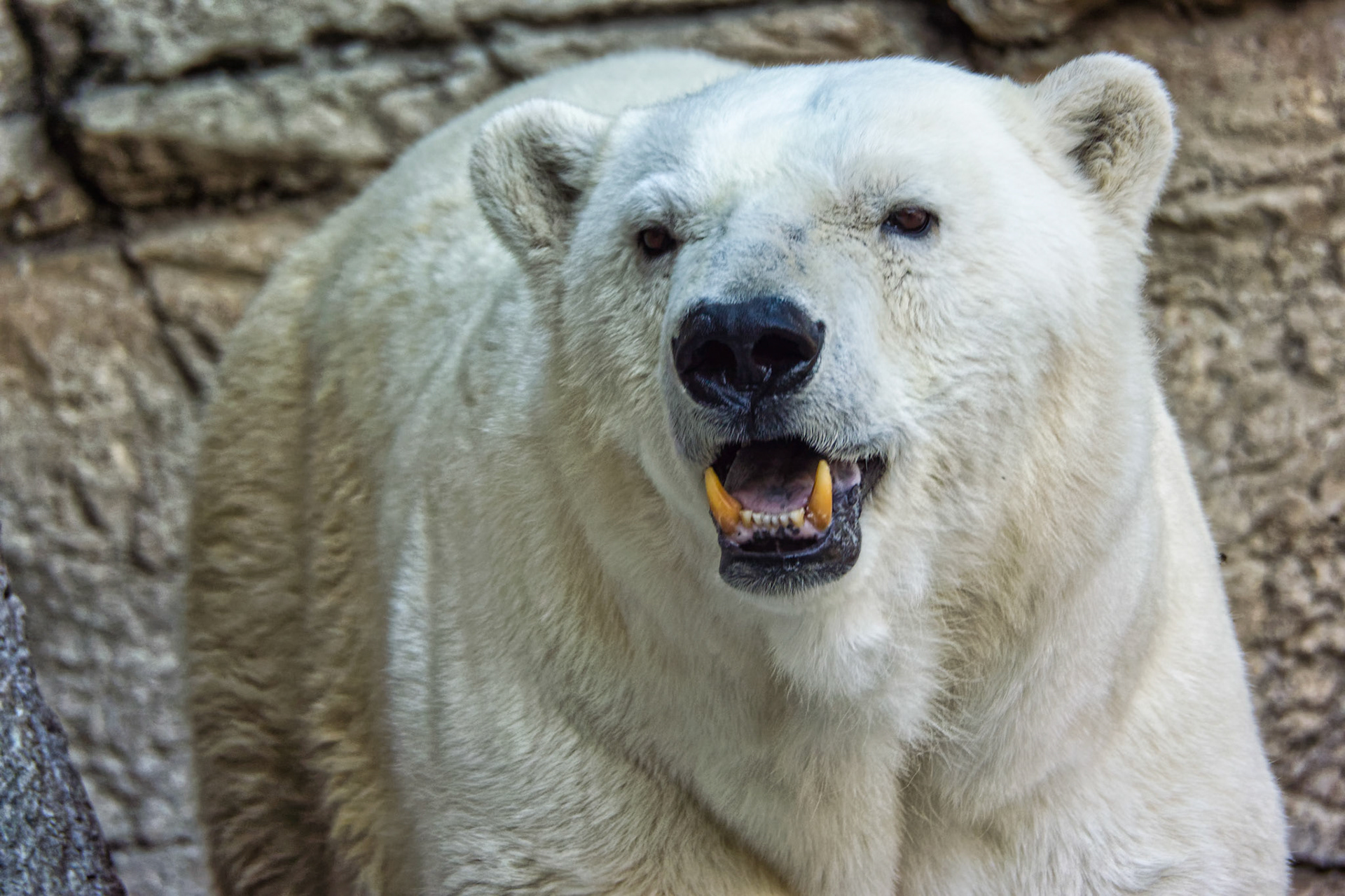 IN Zoo 00019