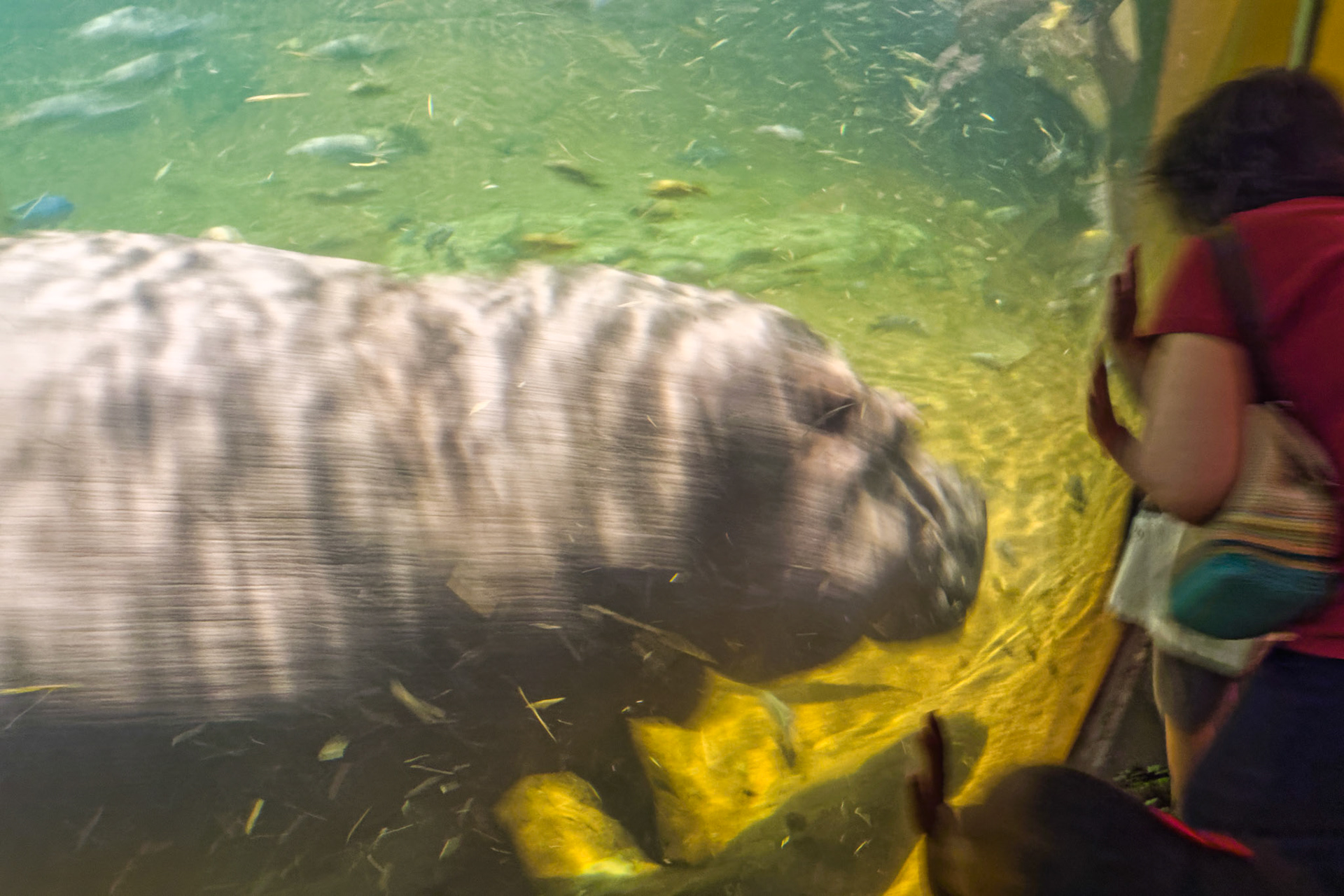 NJ Aquarium 00019