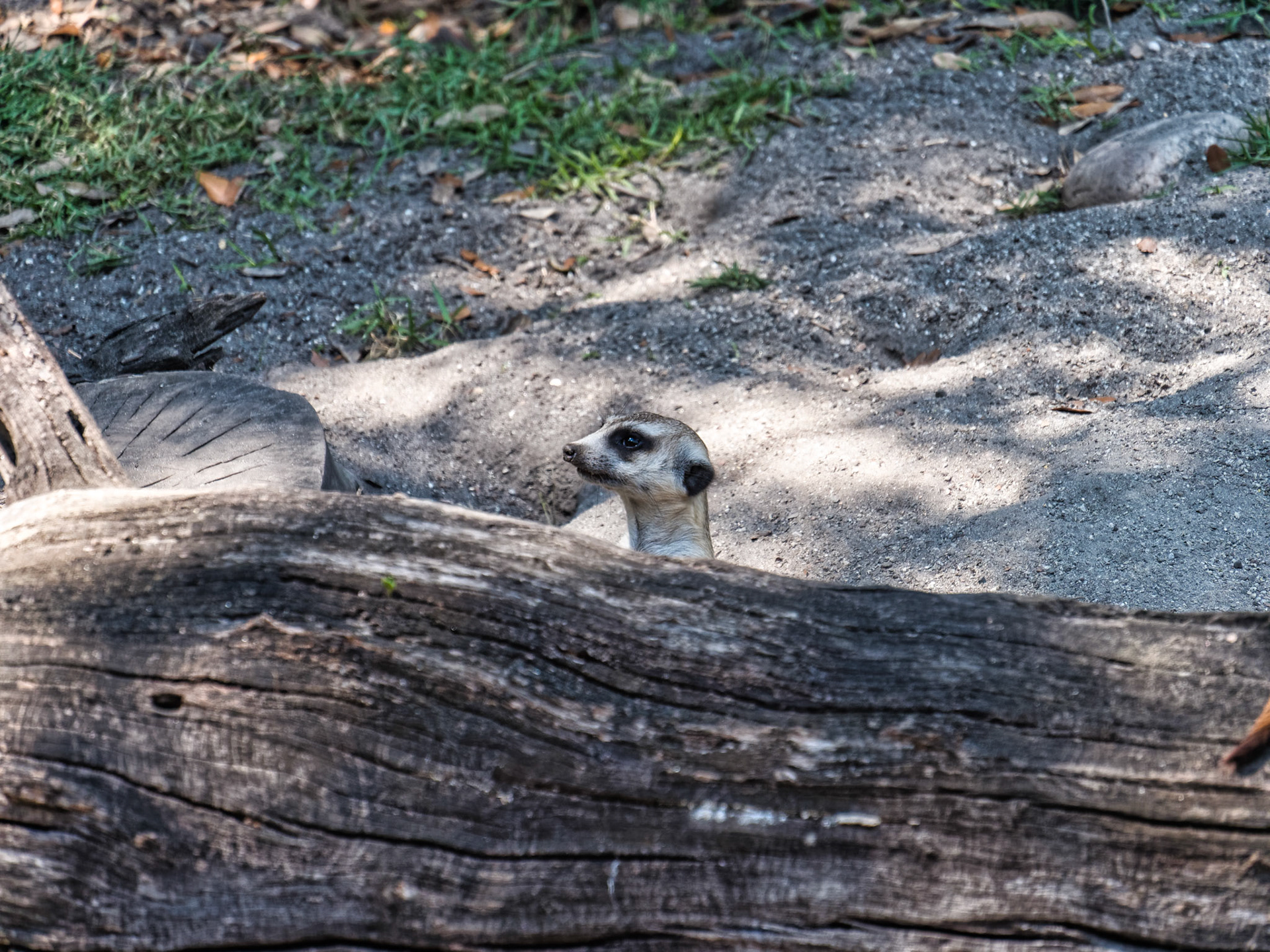 Florida Disney 00037