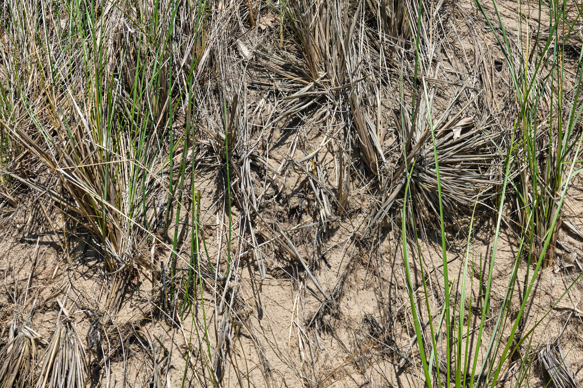 MI Dunes 00075