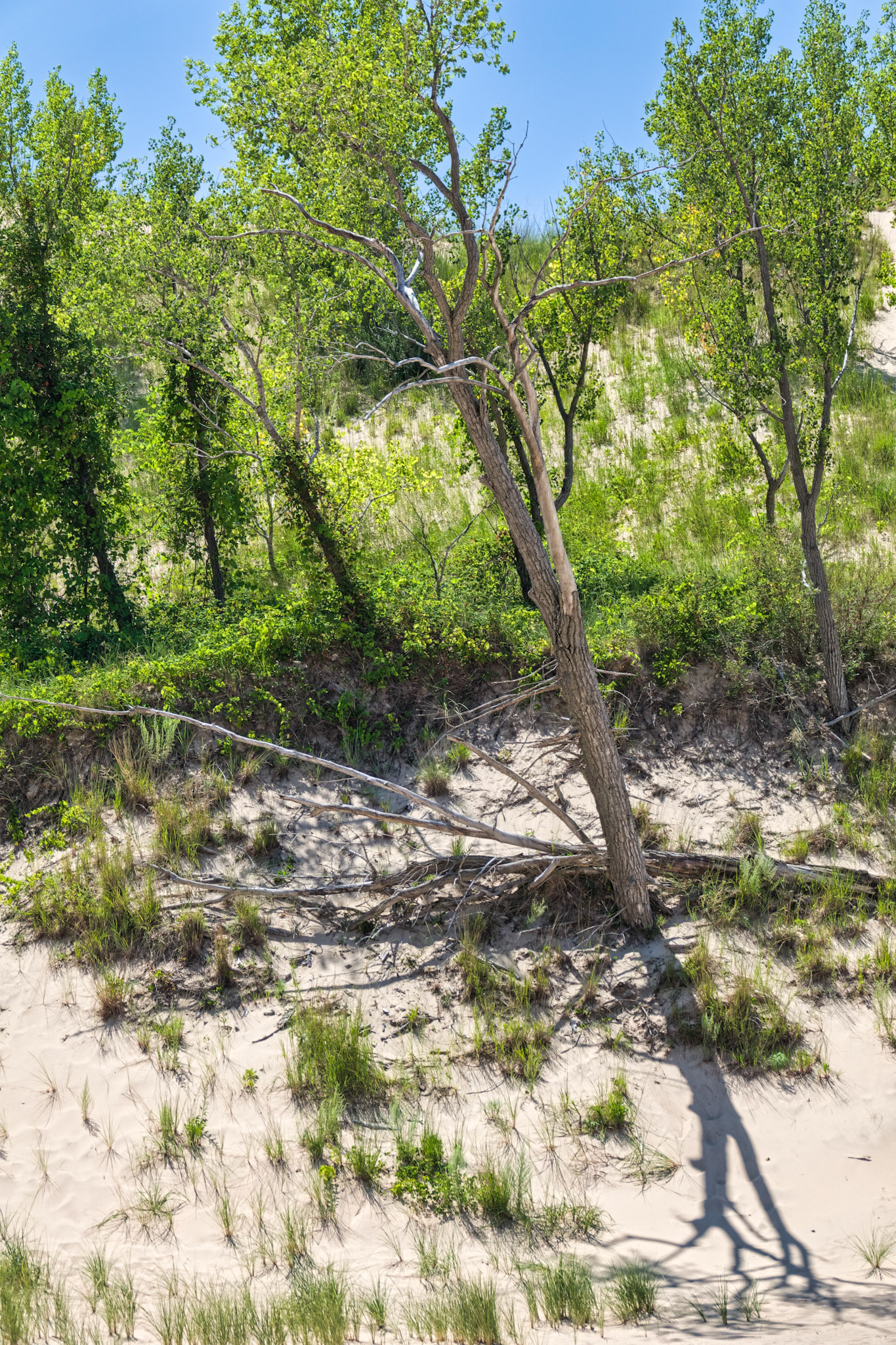 MI Dunes 00032