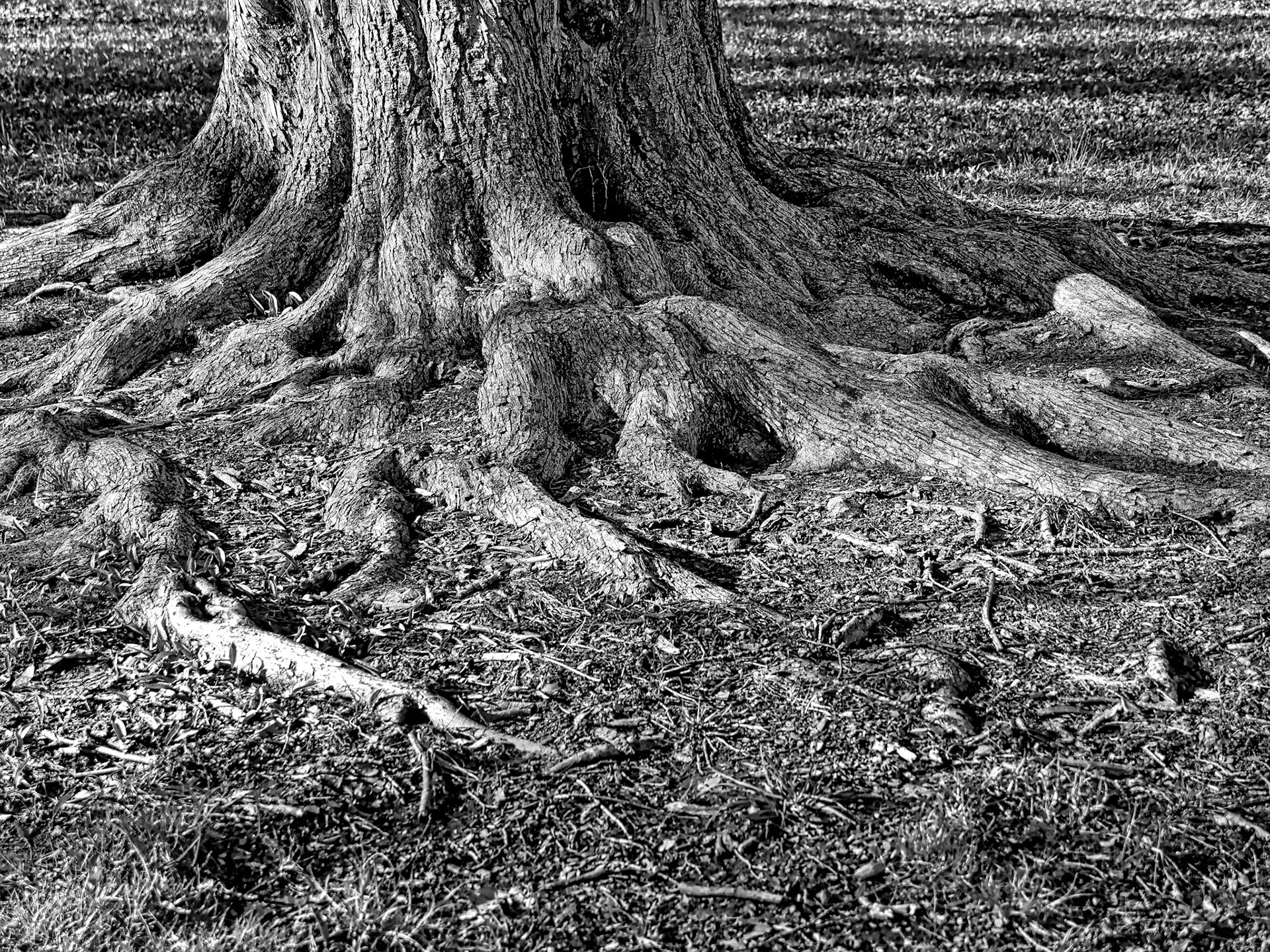 Black & White 00031
