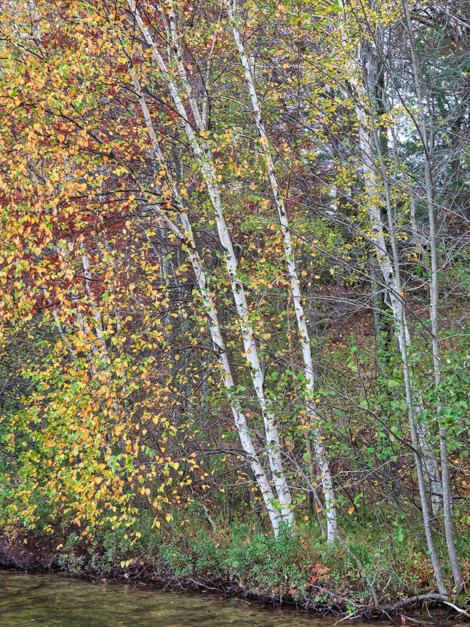 WI Fence 00144