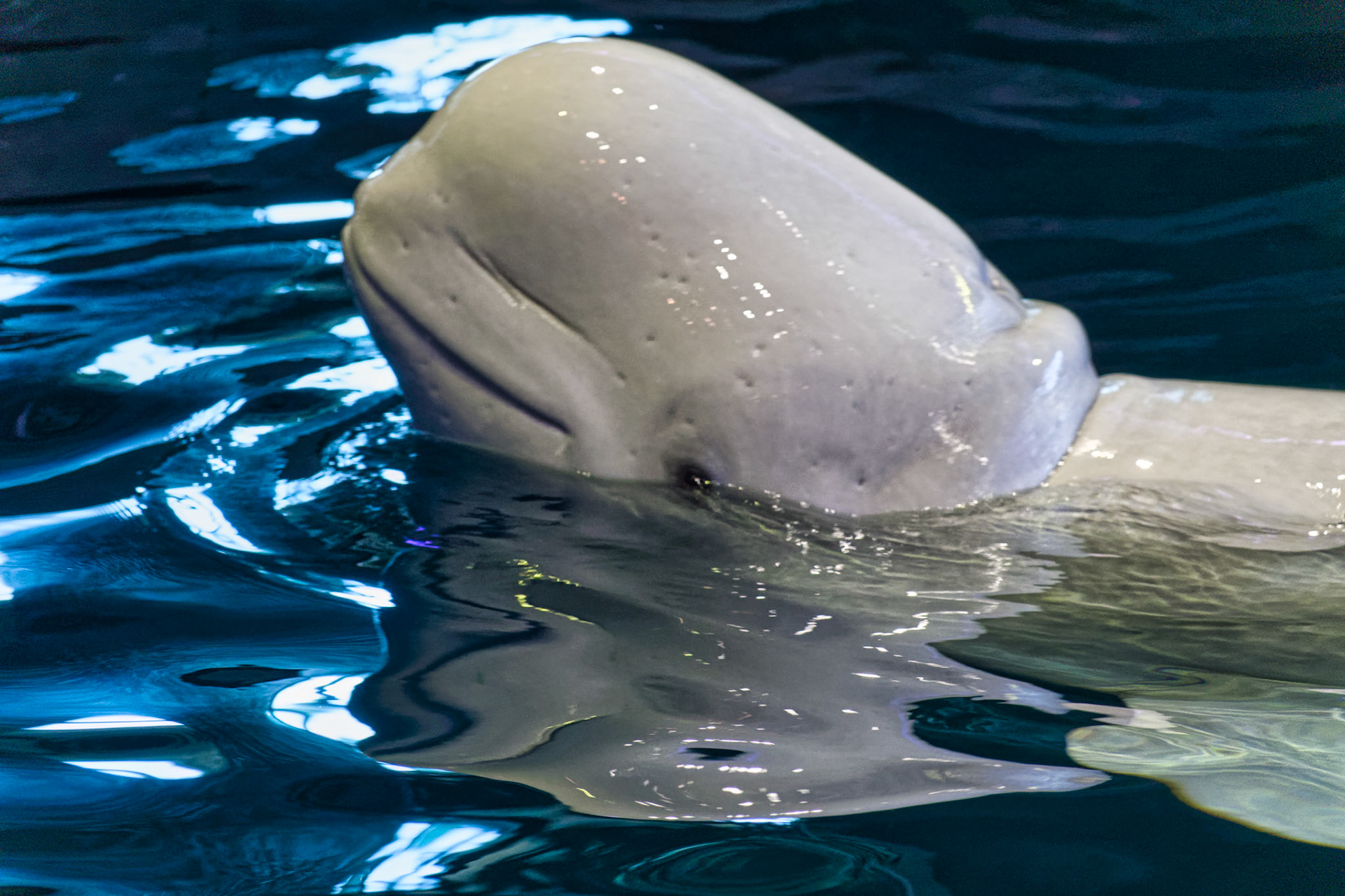 IL Shedd Aquarium 00021