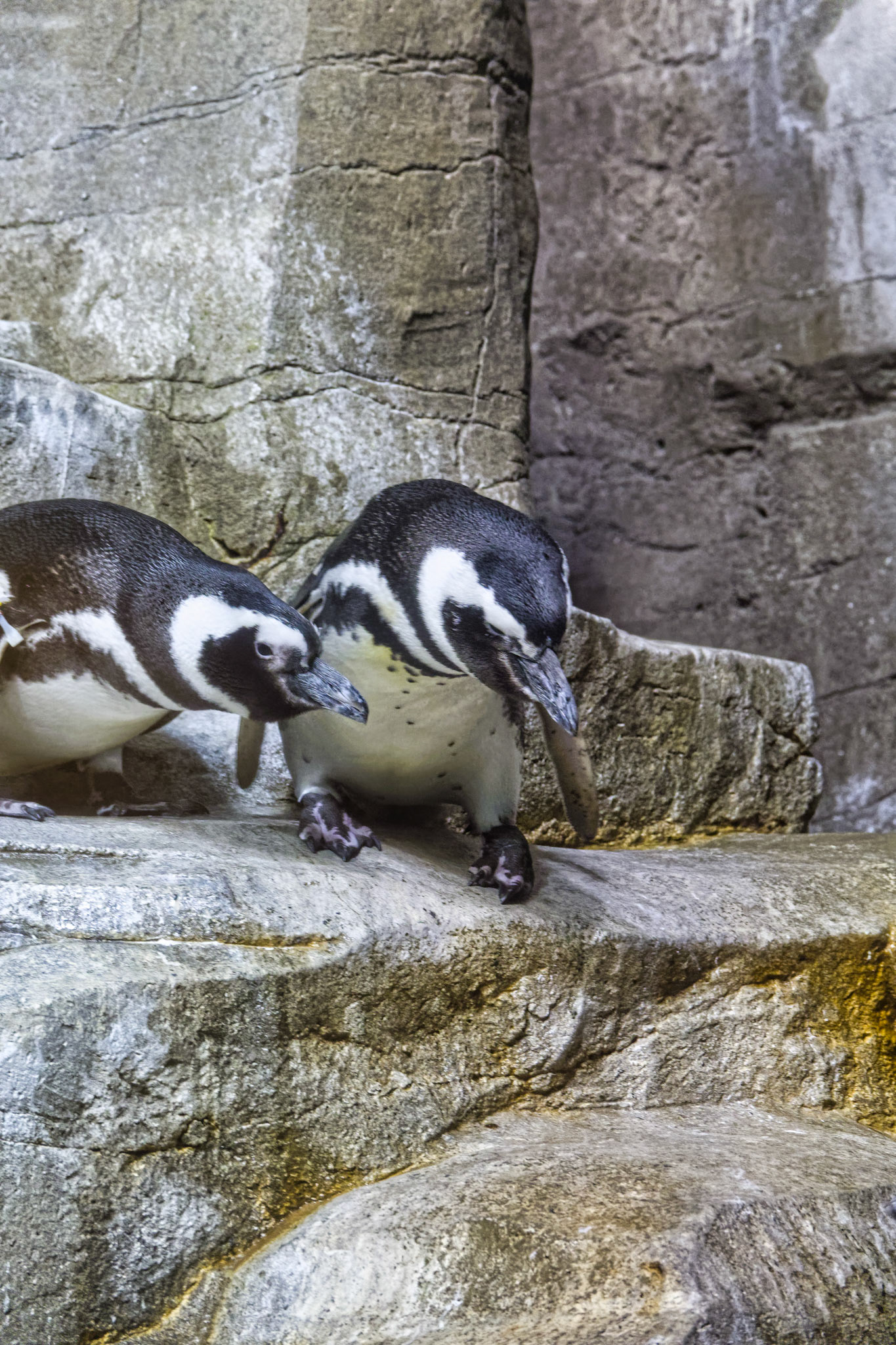 IL Shedd Aquarium 00020