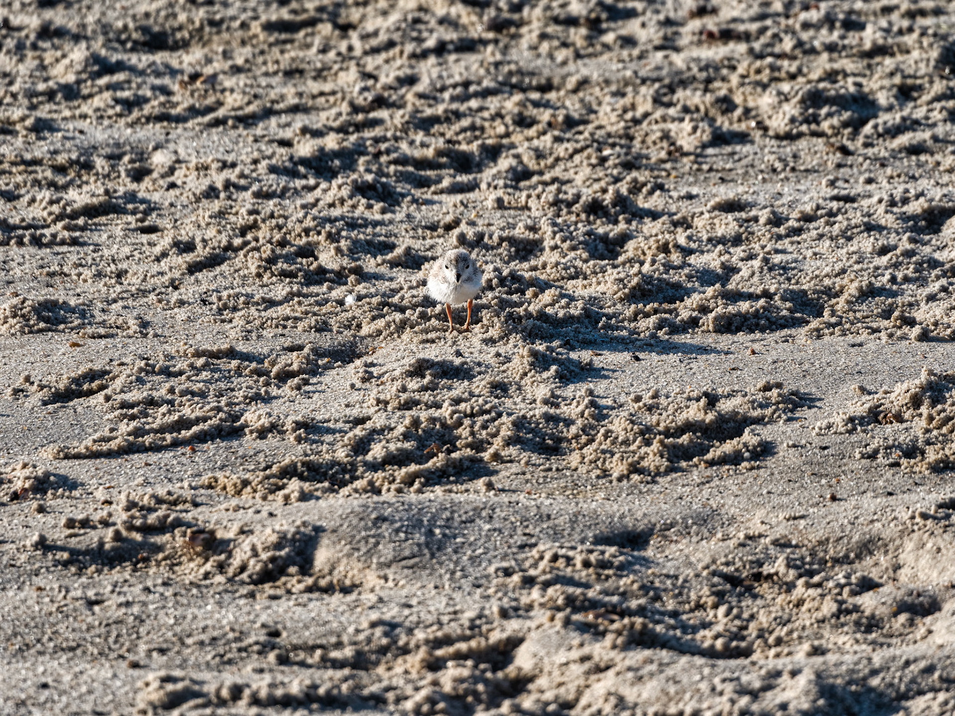 MA Cape Cod Birds 00035