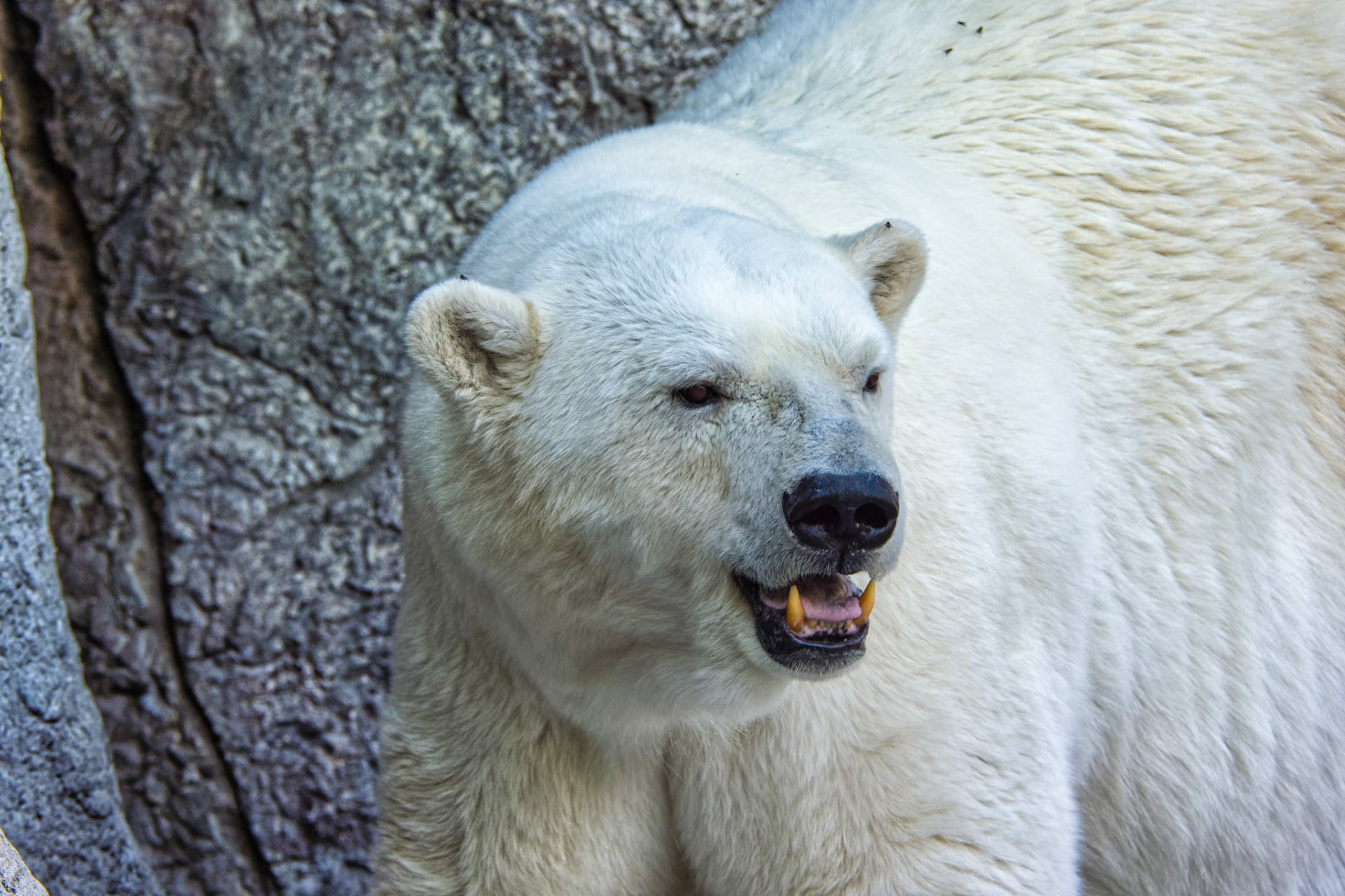 IN Zoo 00013