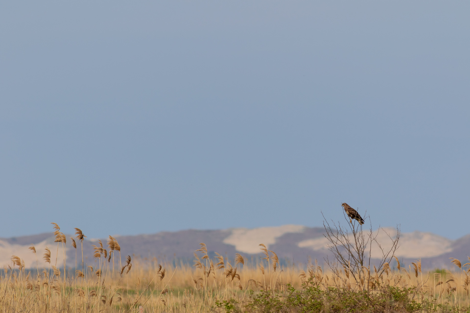 Common Buzzard / Paprastasis suopis