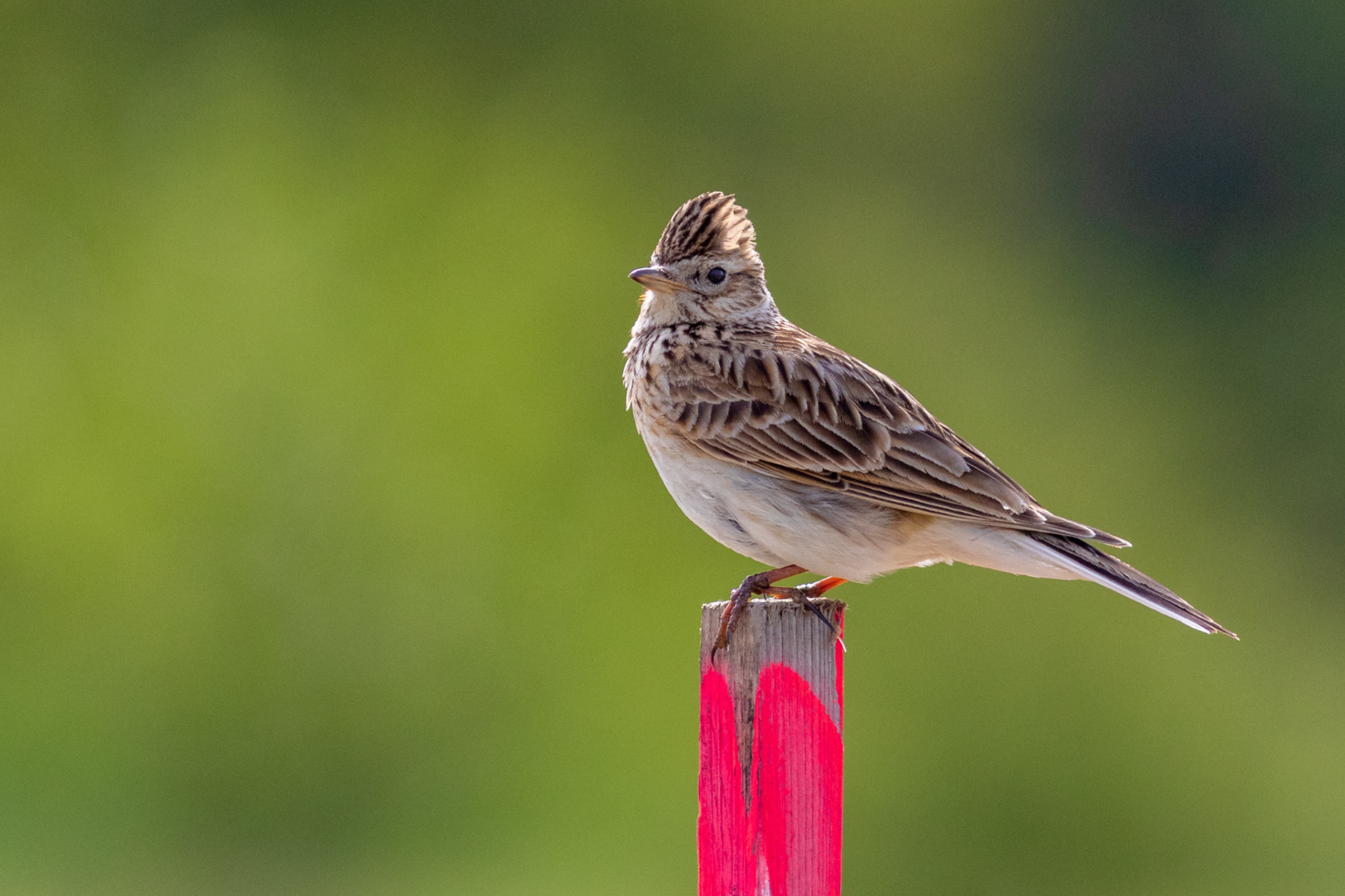 Skylark / Dirvinis vieversys
