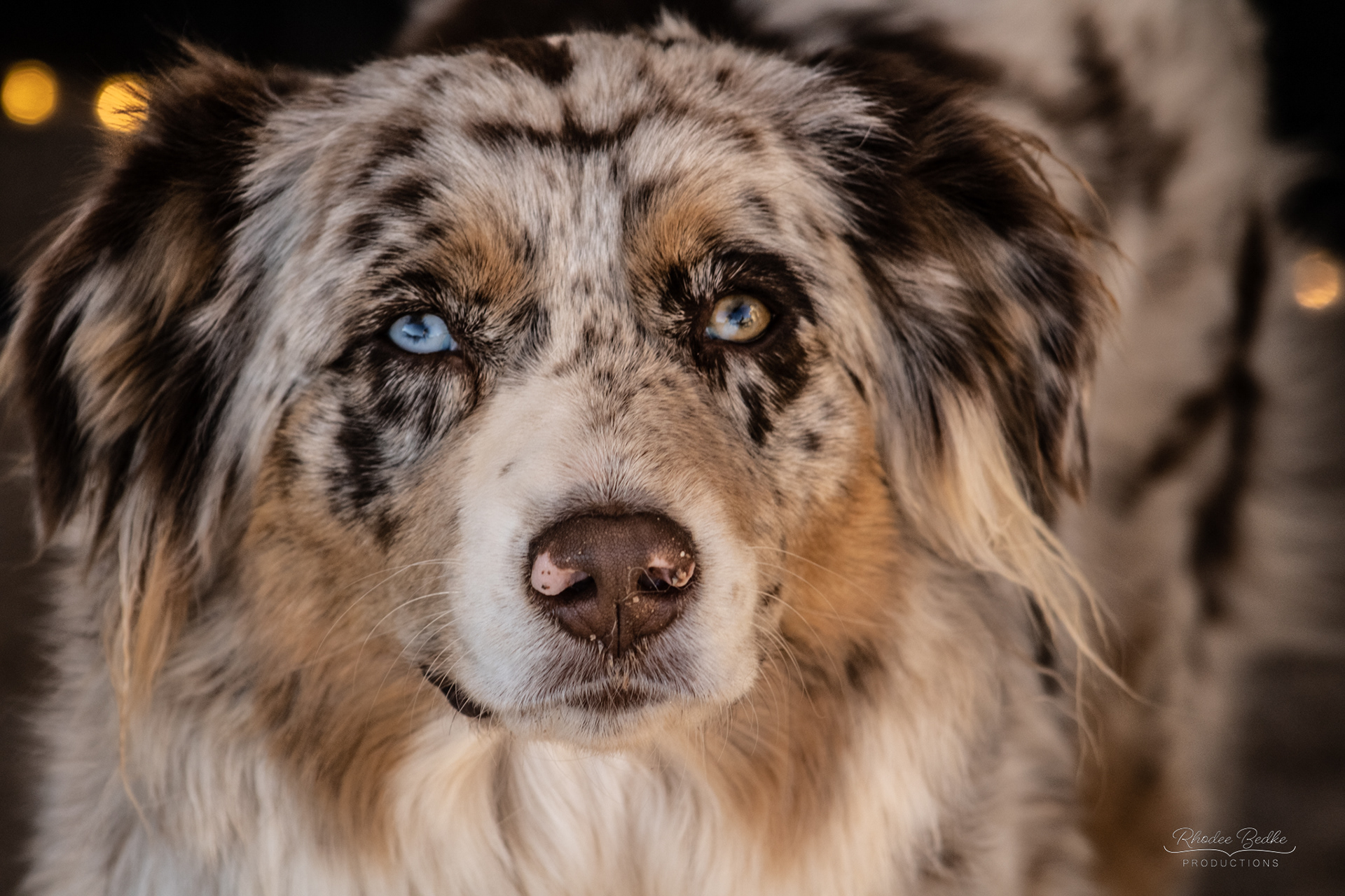 Furry Friends