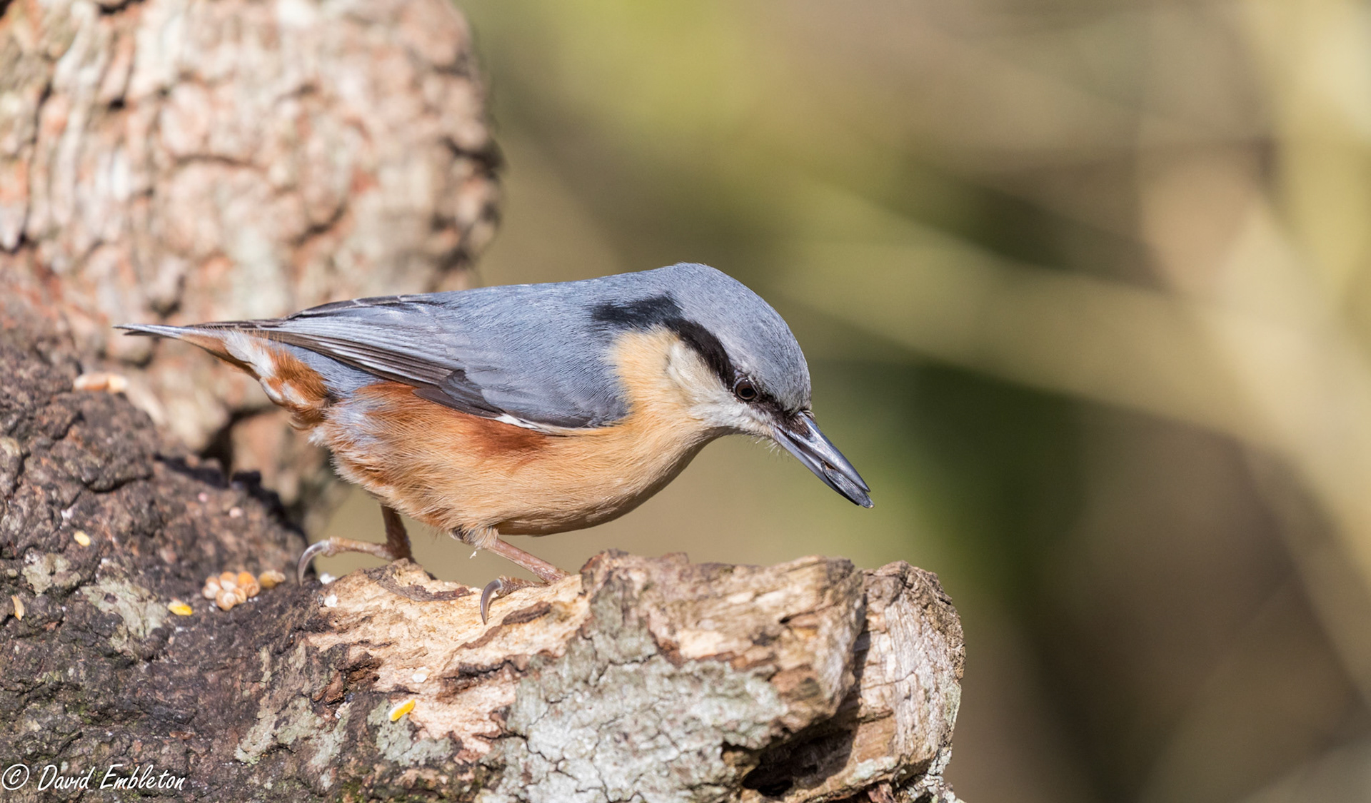 Nuthatch