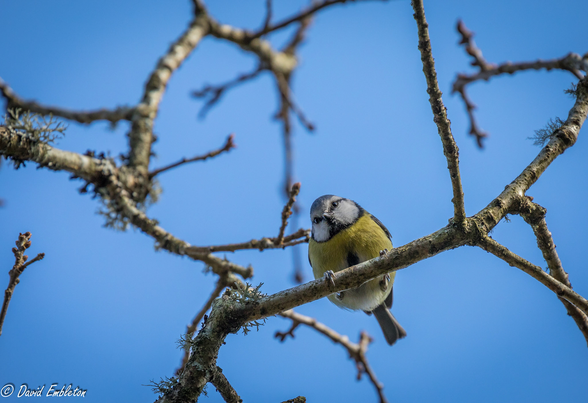Blue Tit