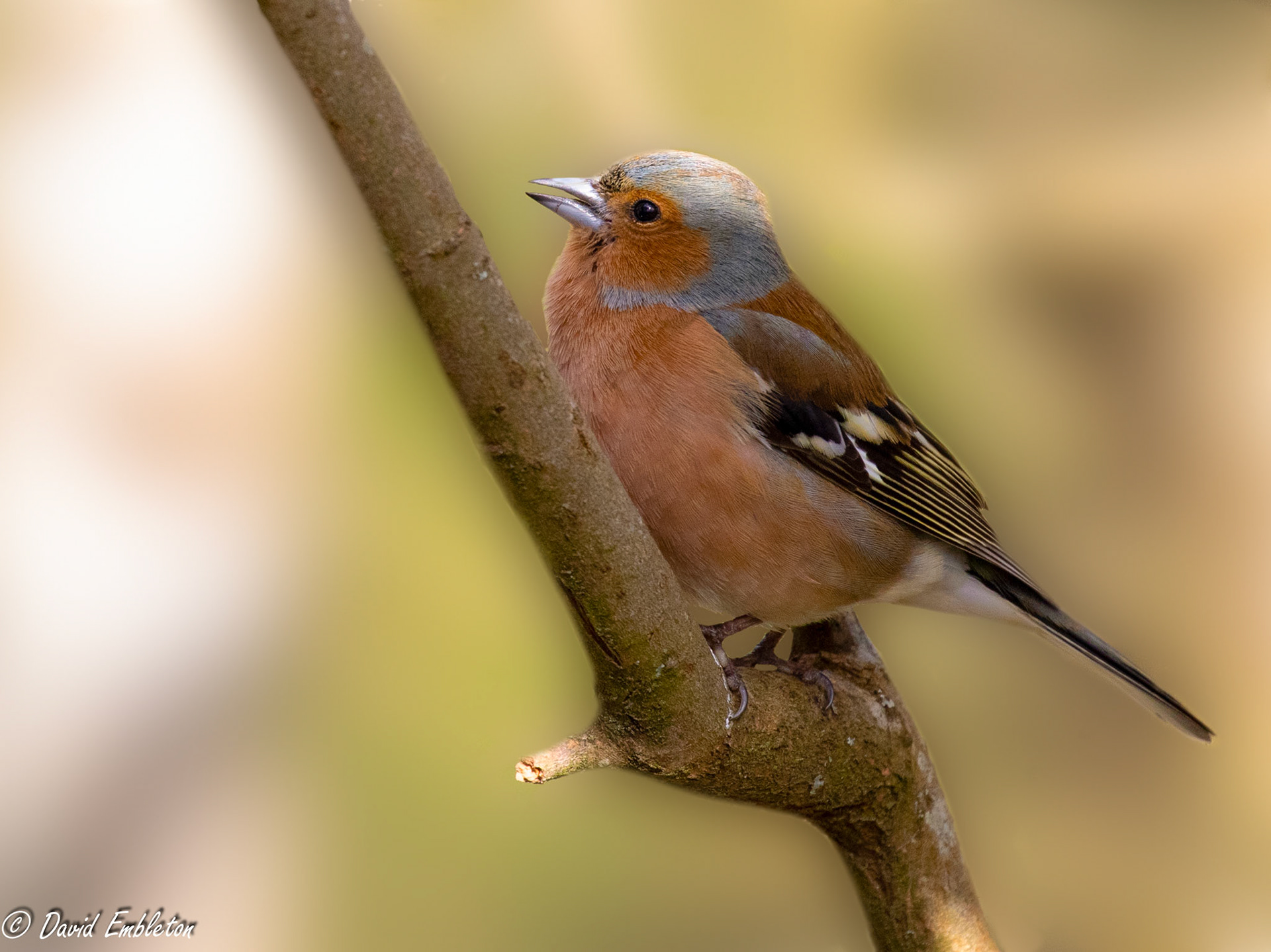 Chaffinch