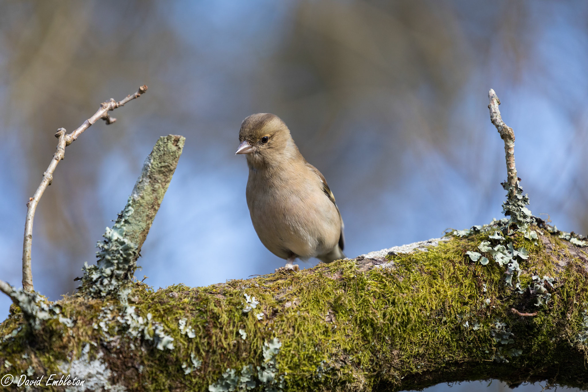 Chaffinch female