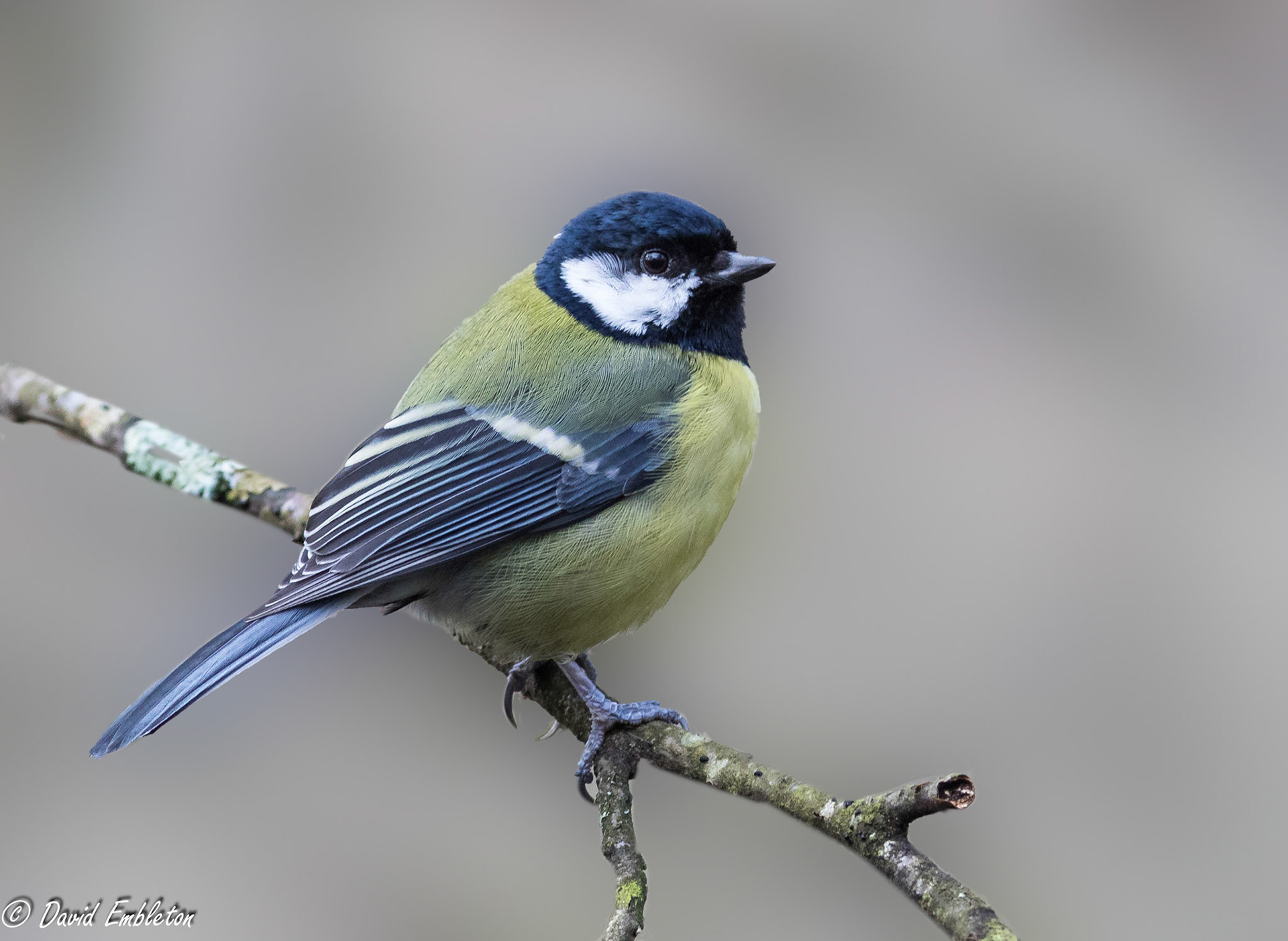 Great tit