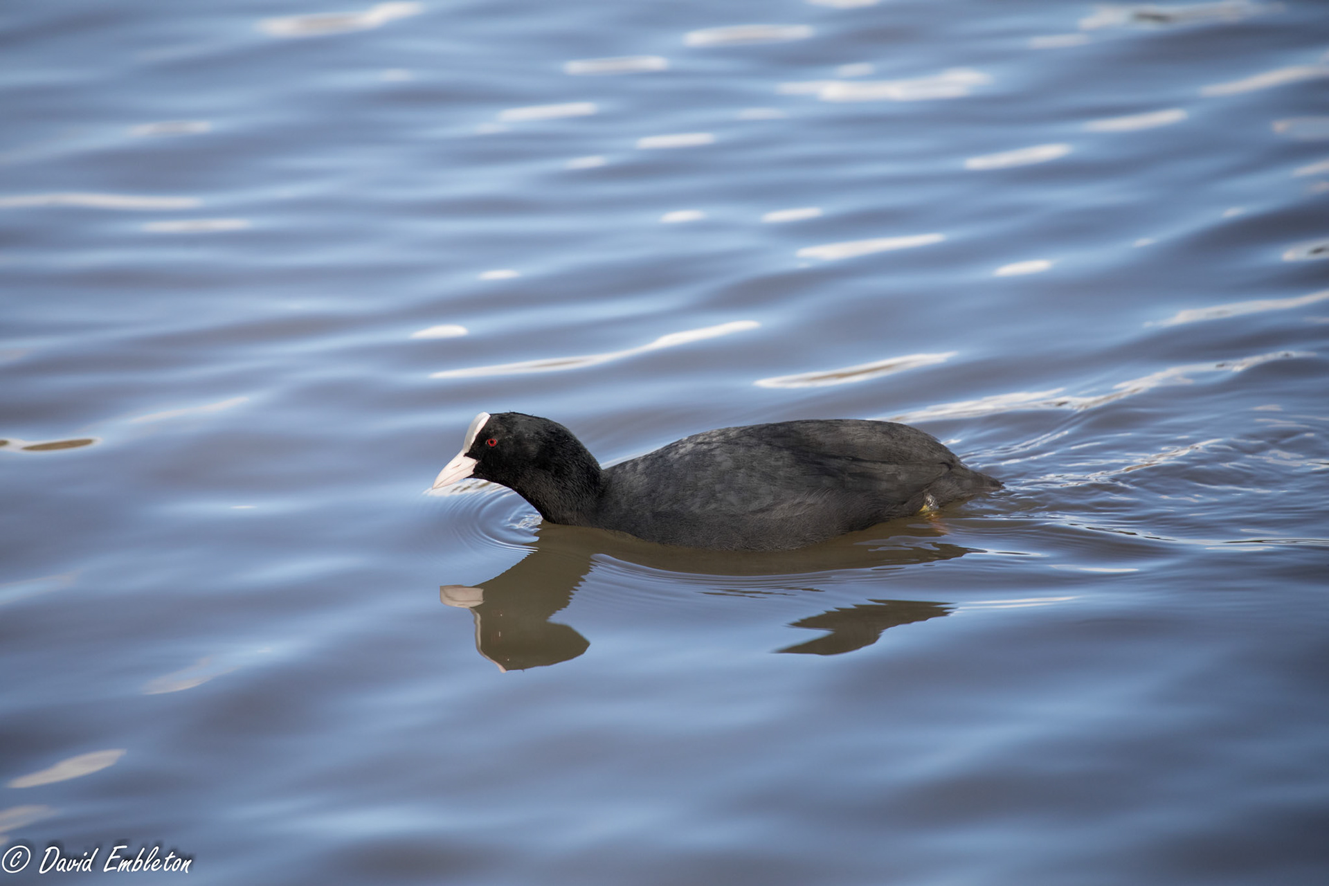 Coot